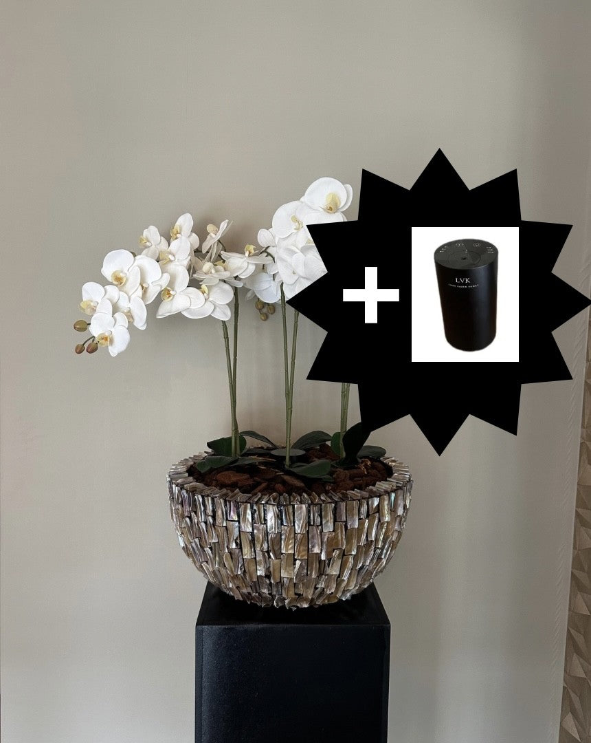 Schelpenvazen met orchideeën en geurdiffuser