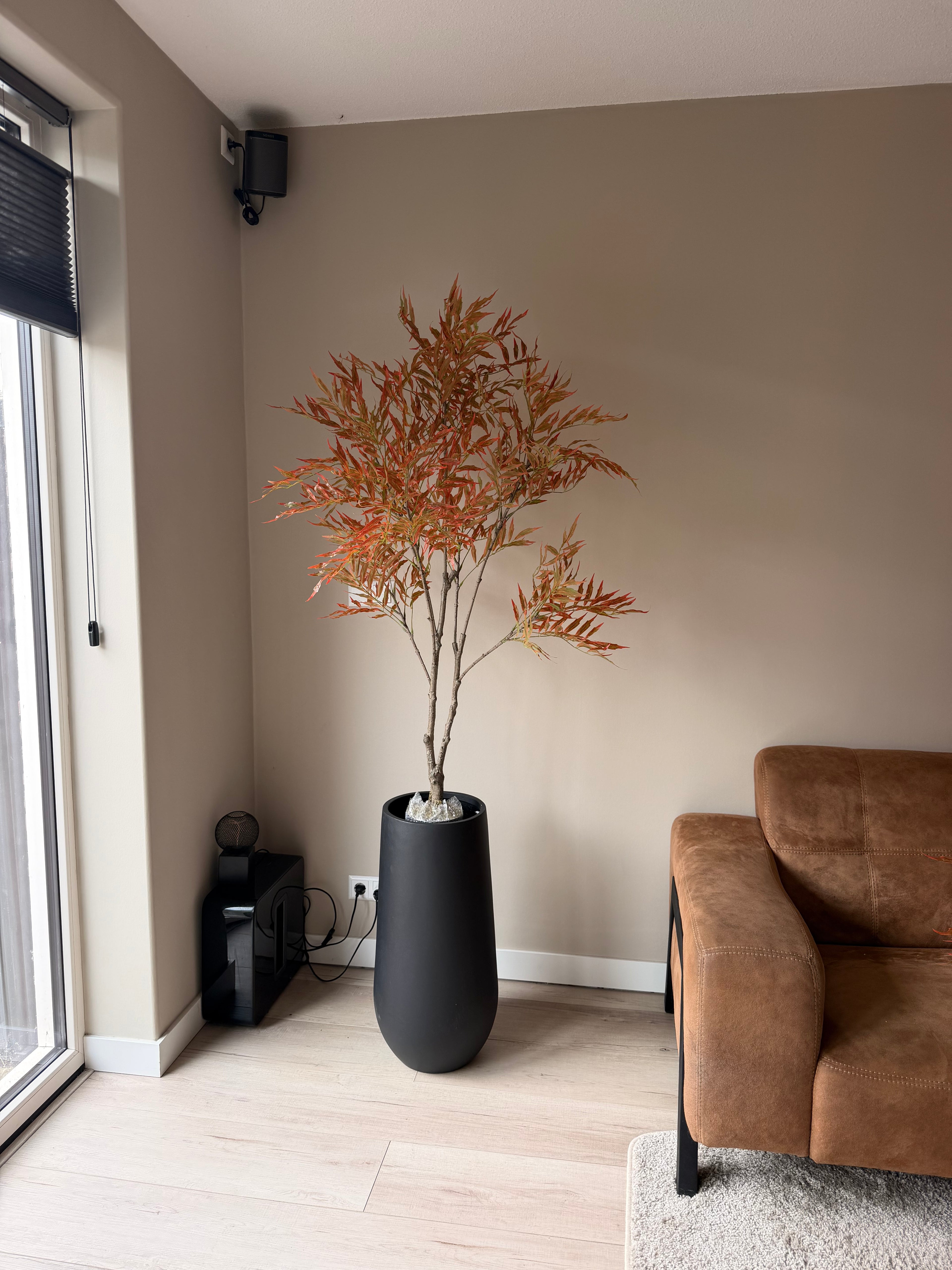 Mahonia 150cm