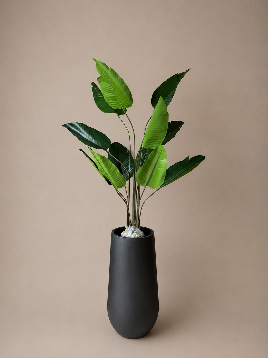 Strelitzia 125cm
