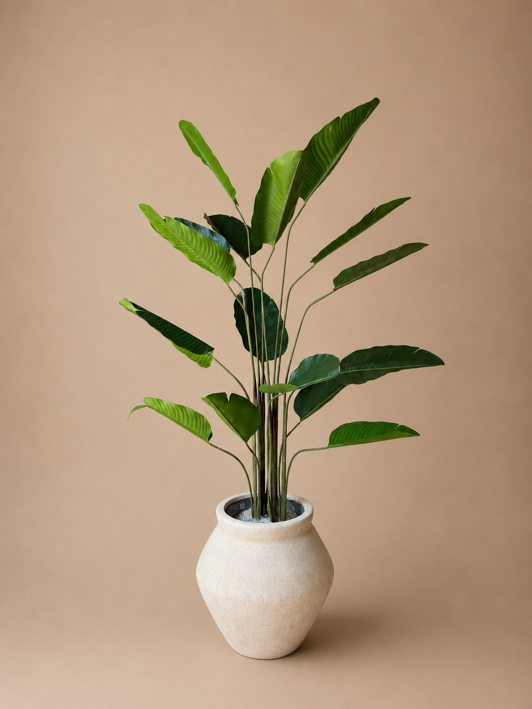 Strelitzia 160cm