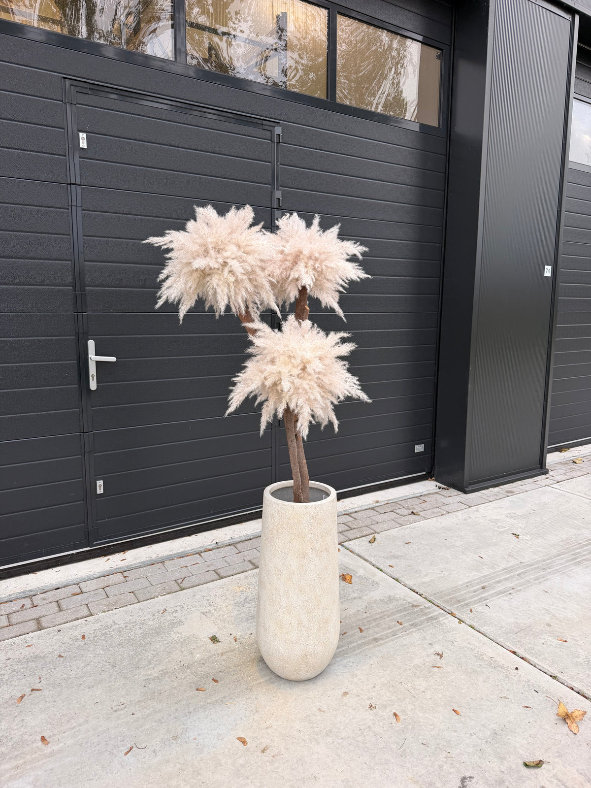 Solvienne Pampas (beige pot) pre-order