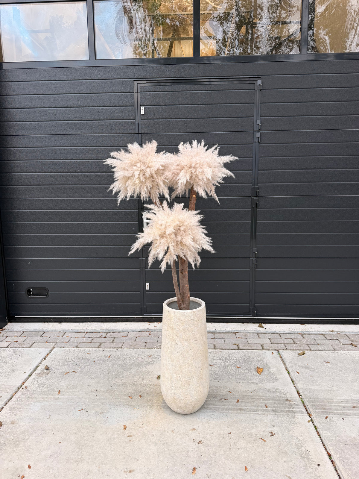 Solvienne Pampas (beige pot) pre-order