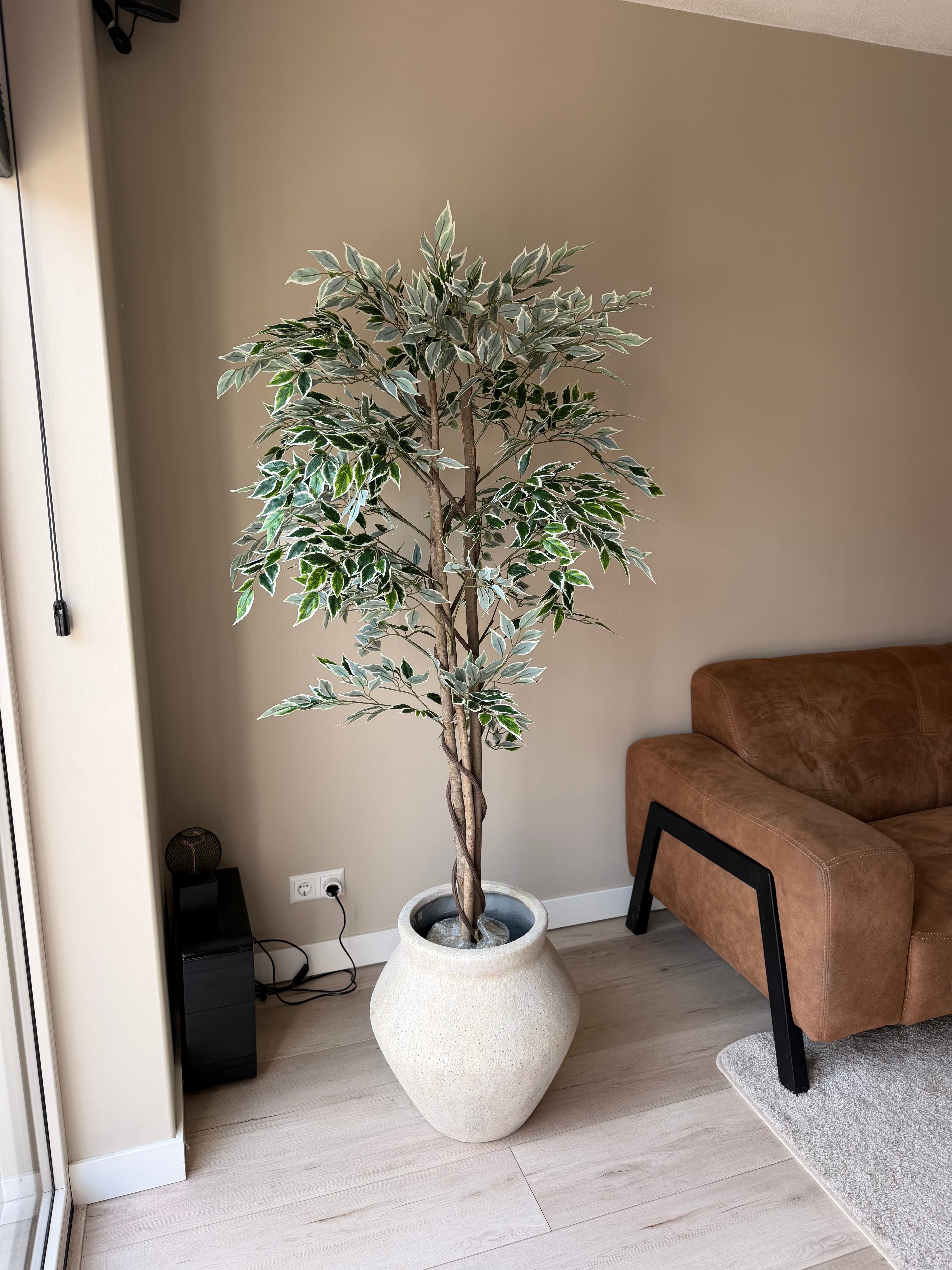 Ficus 160cm