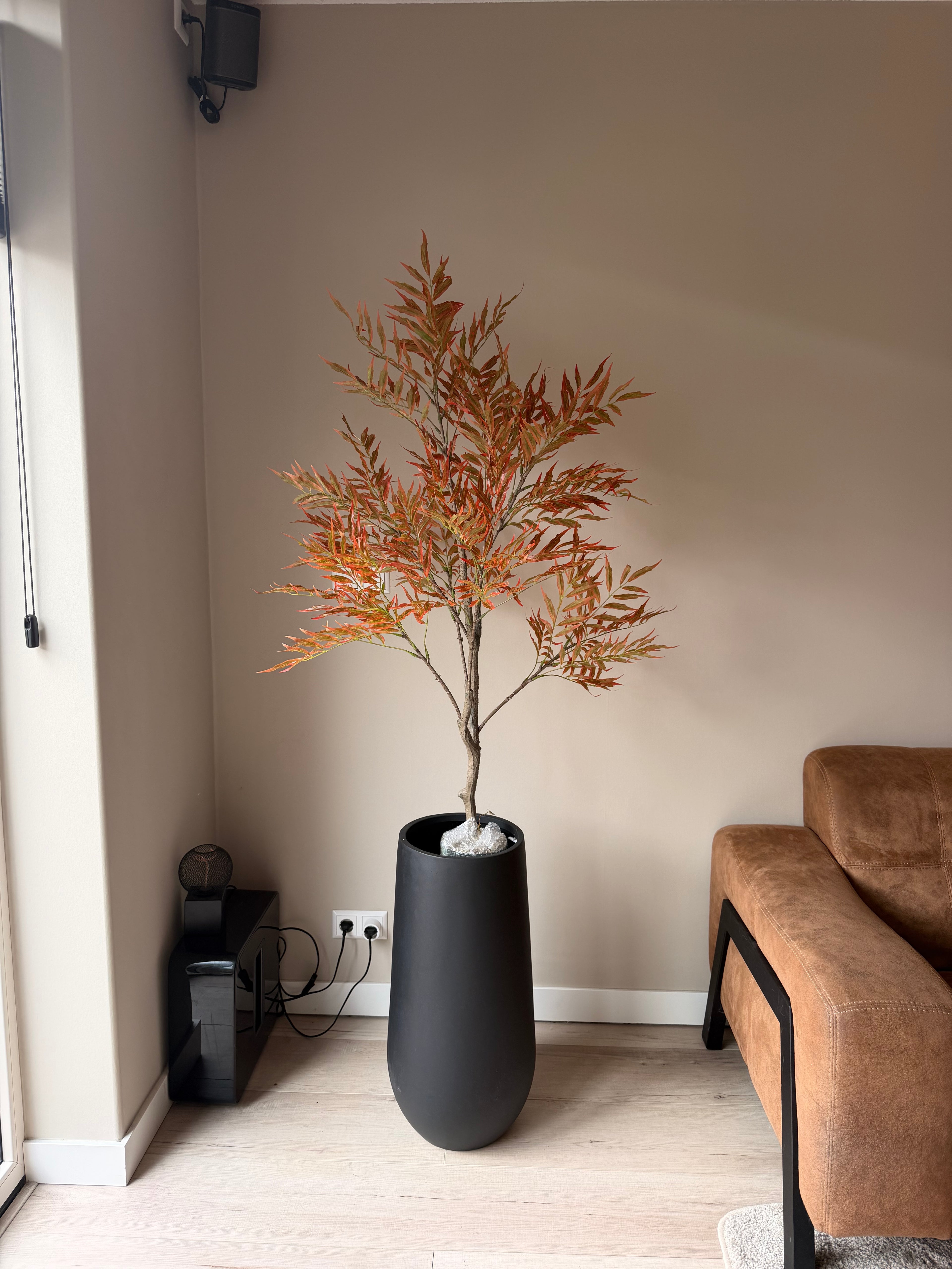 Mahonia 130cm