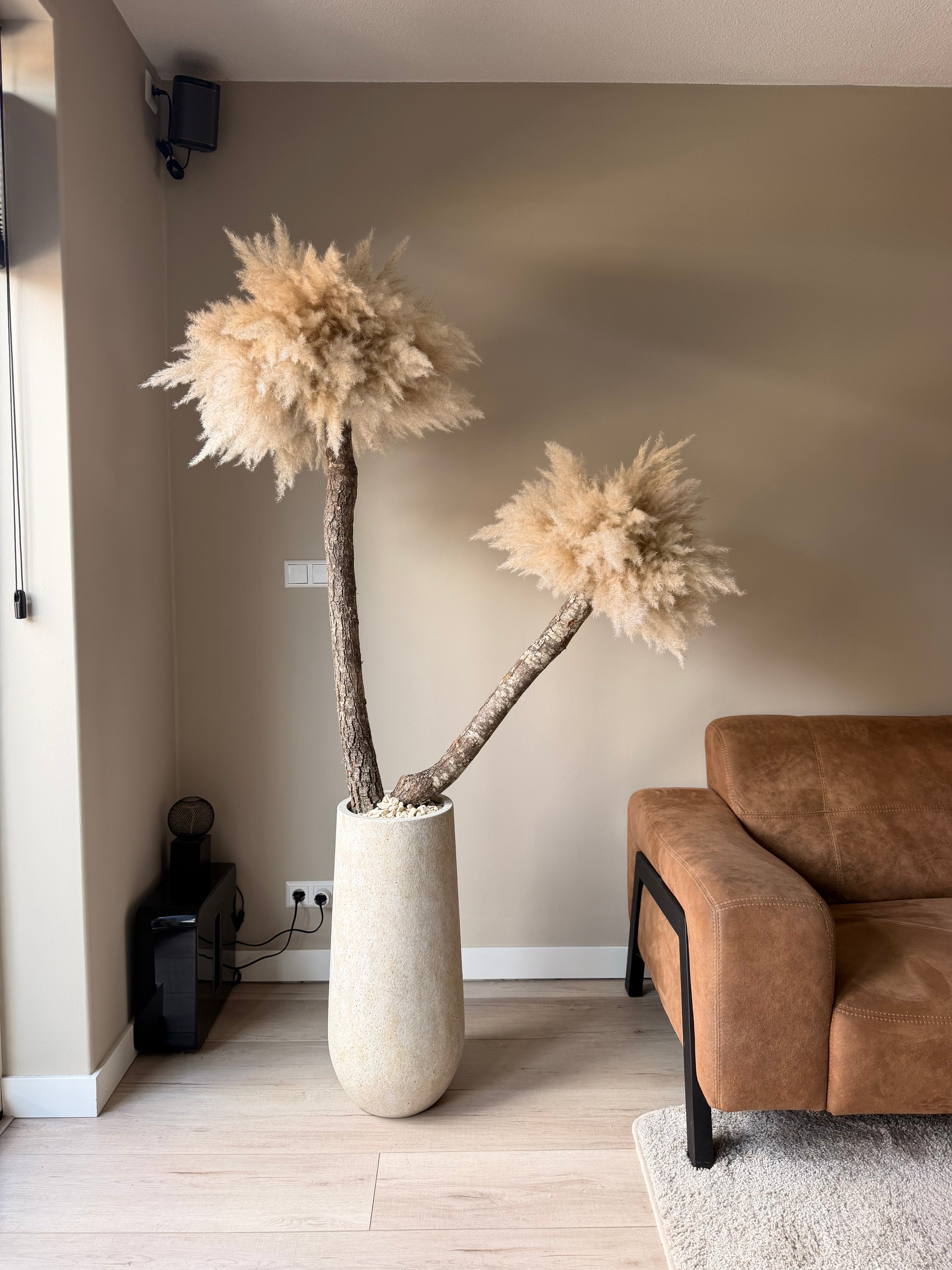 Pampas palm