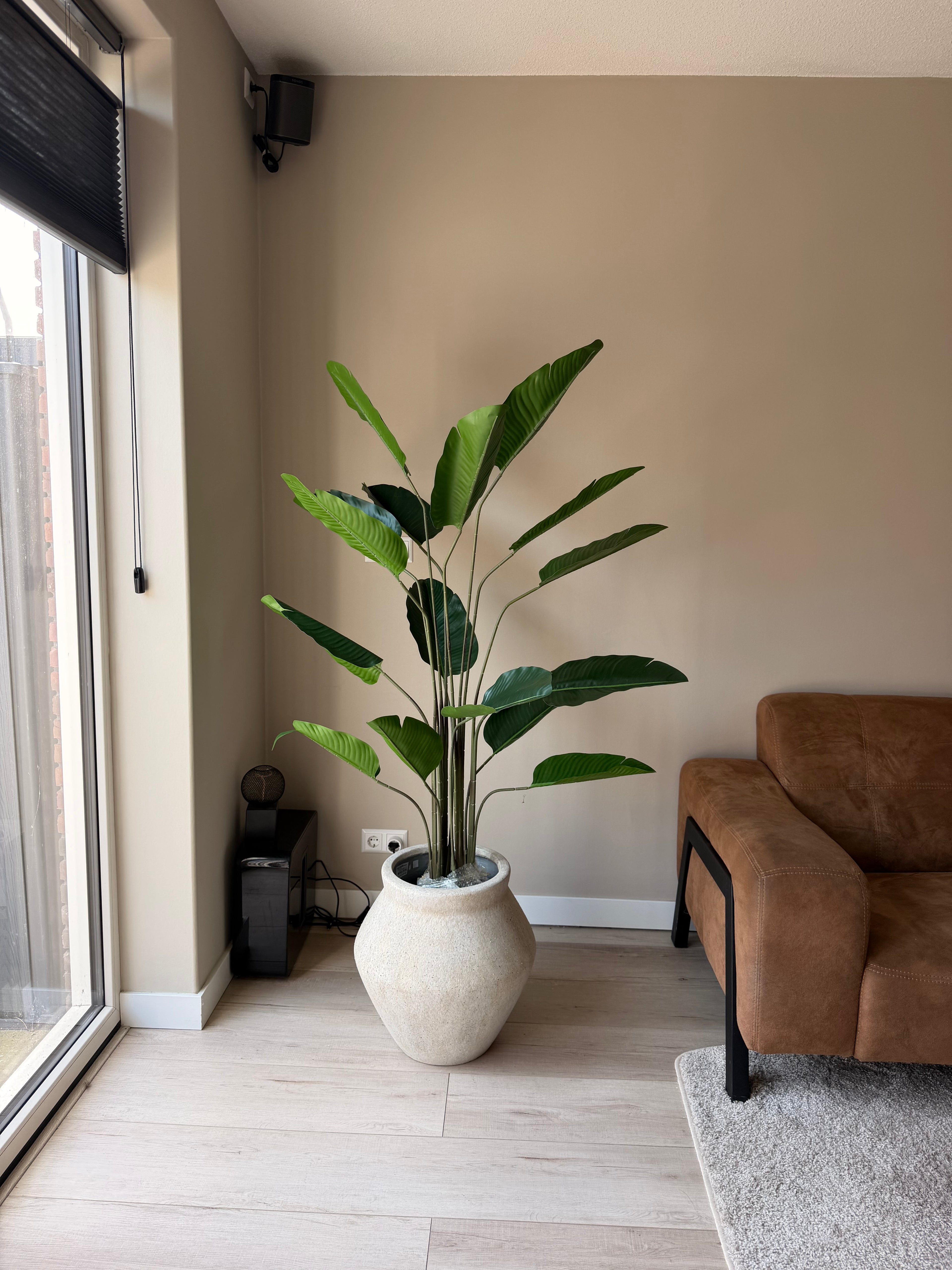 Strelitzia 160cm