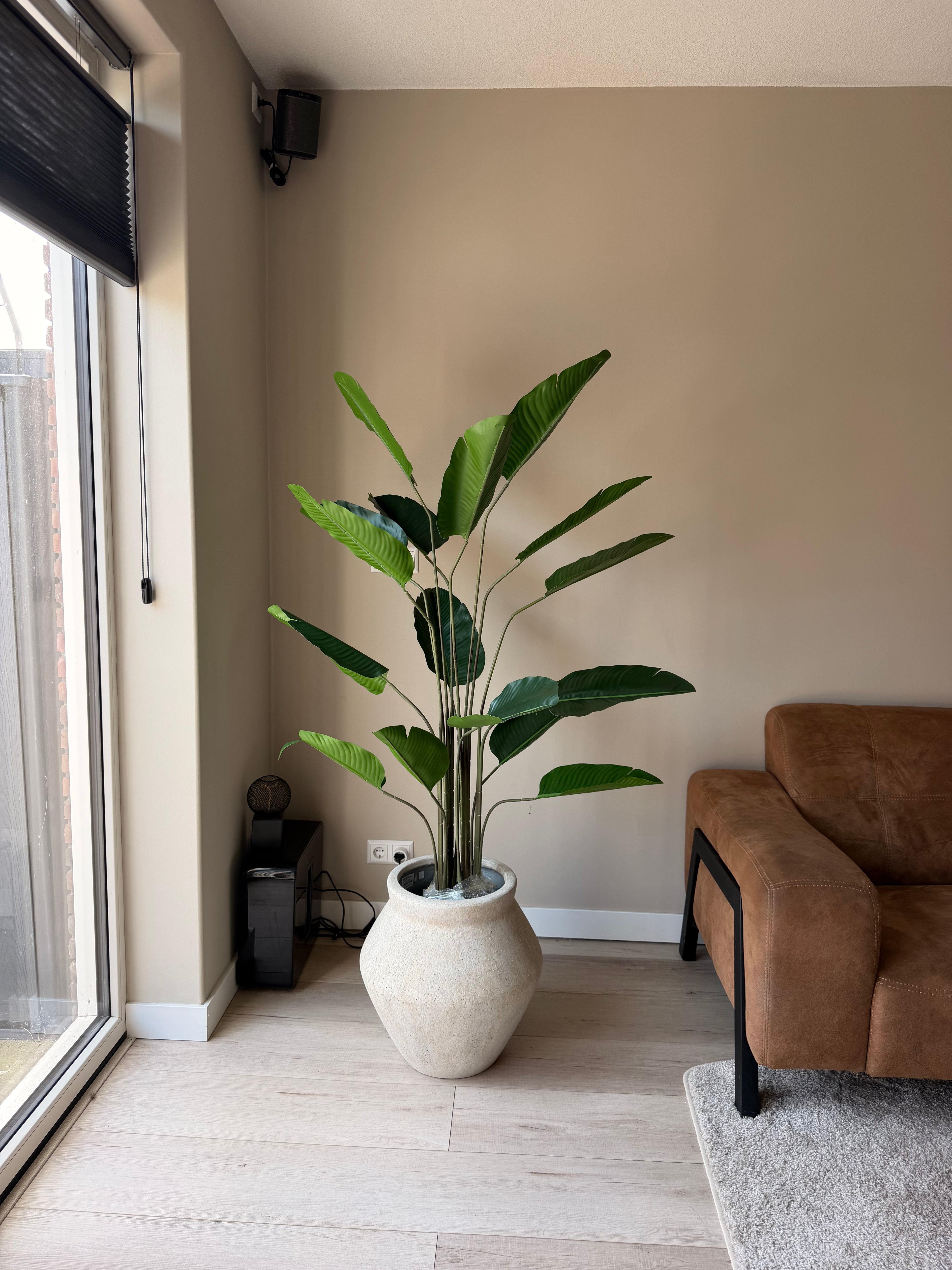 Strelitzia 160cm