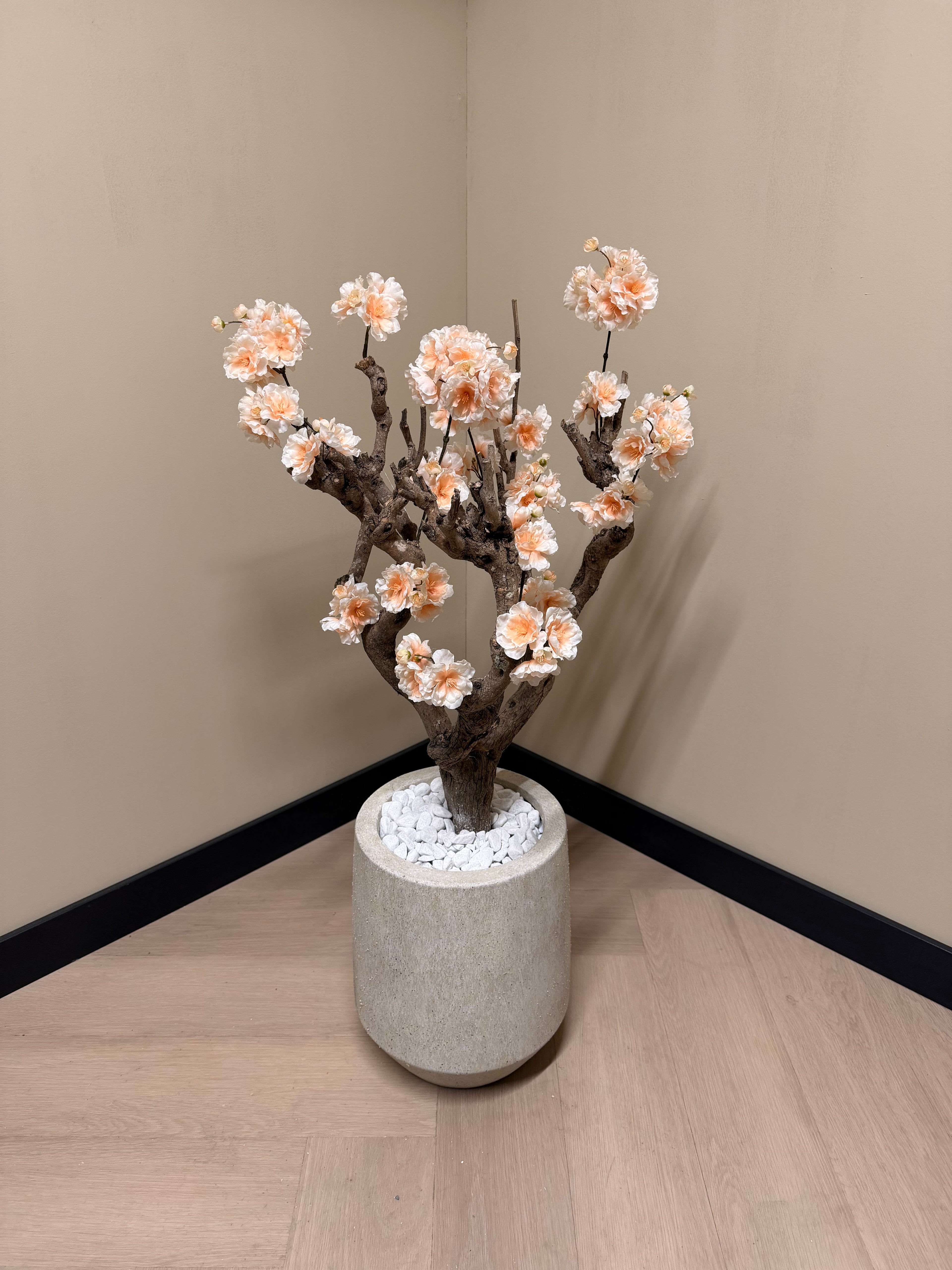 Bloesem boom zalm roze