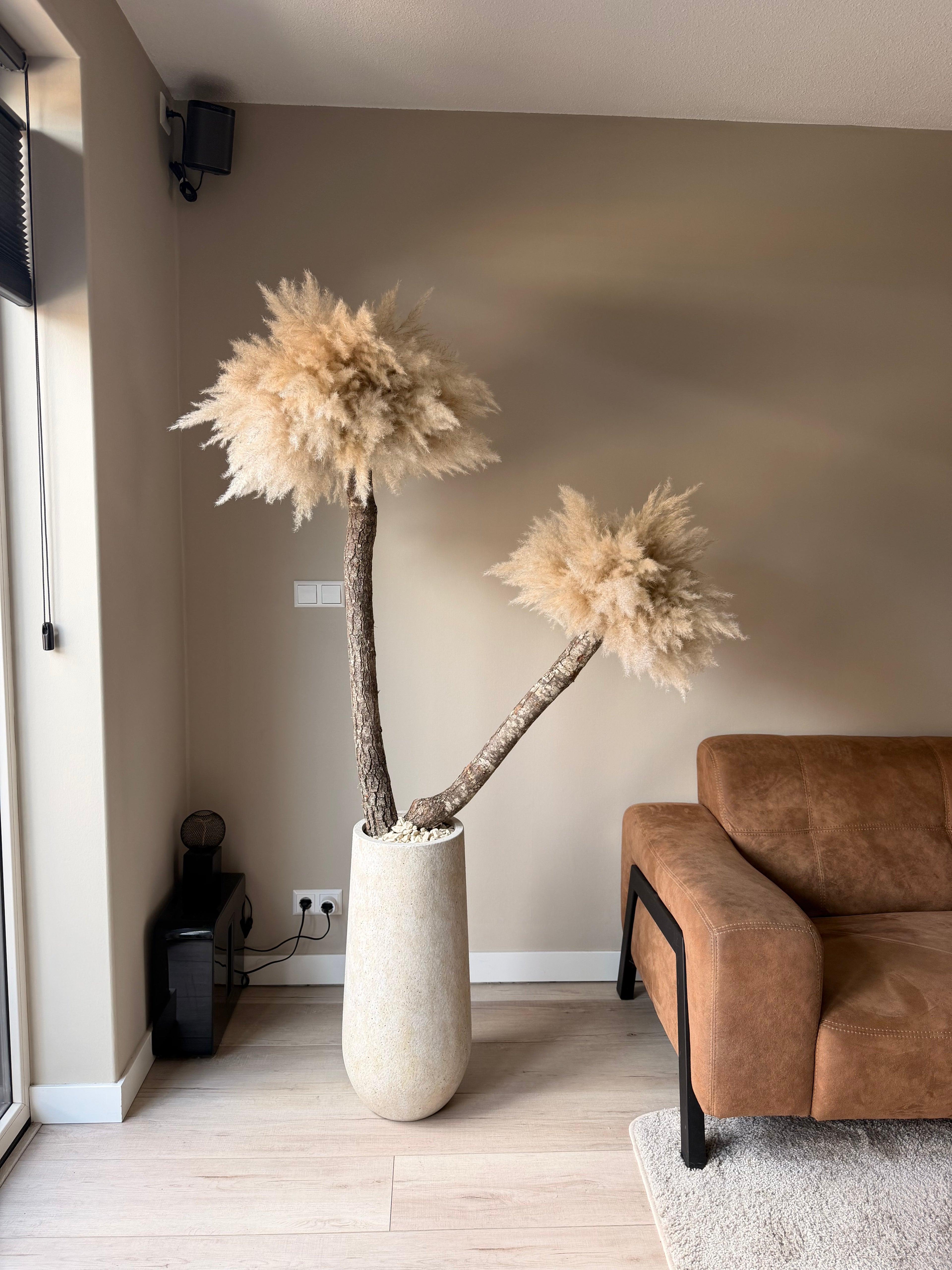 Pampas palm