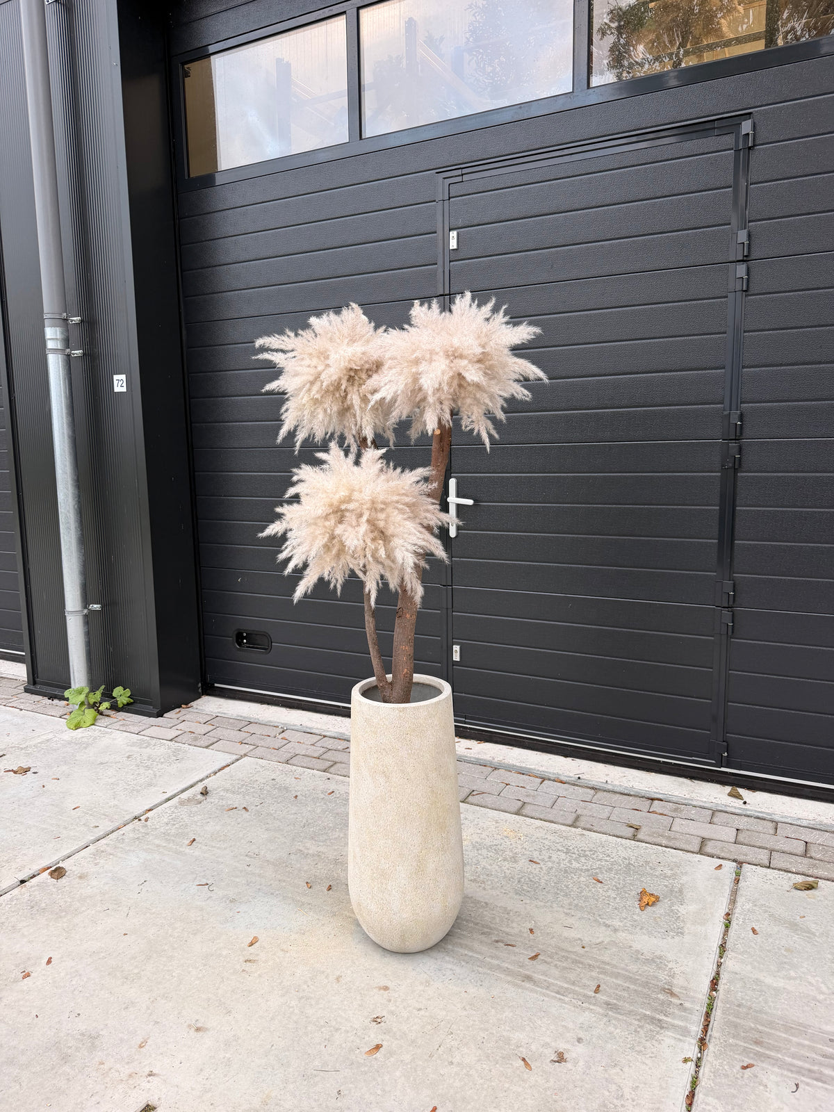 Solvienne Pampas (beige pot) pre-order