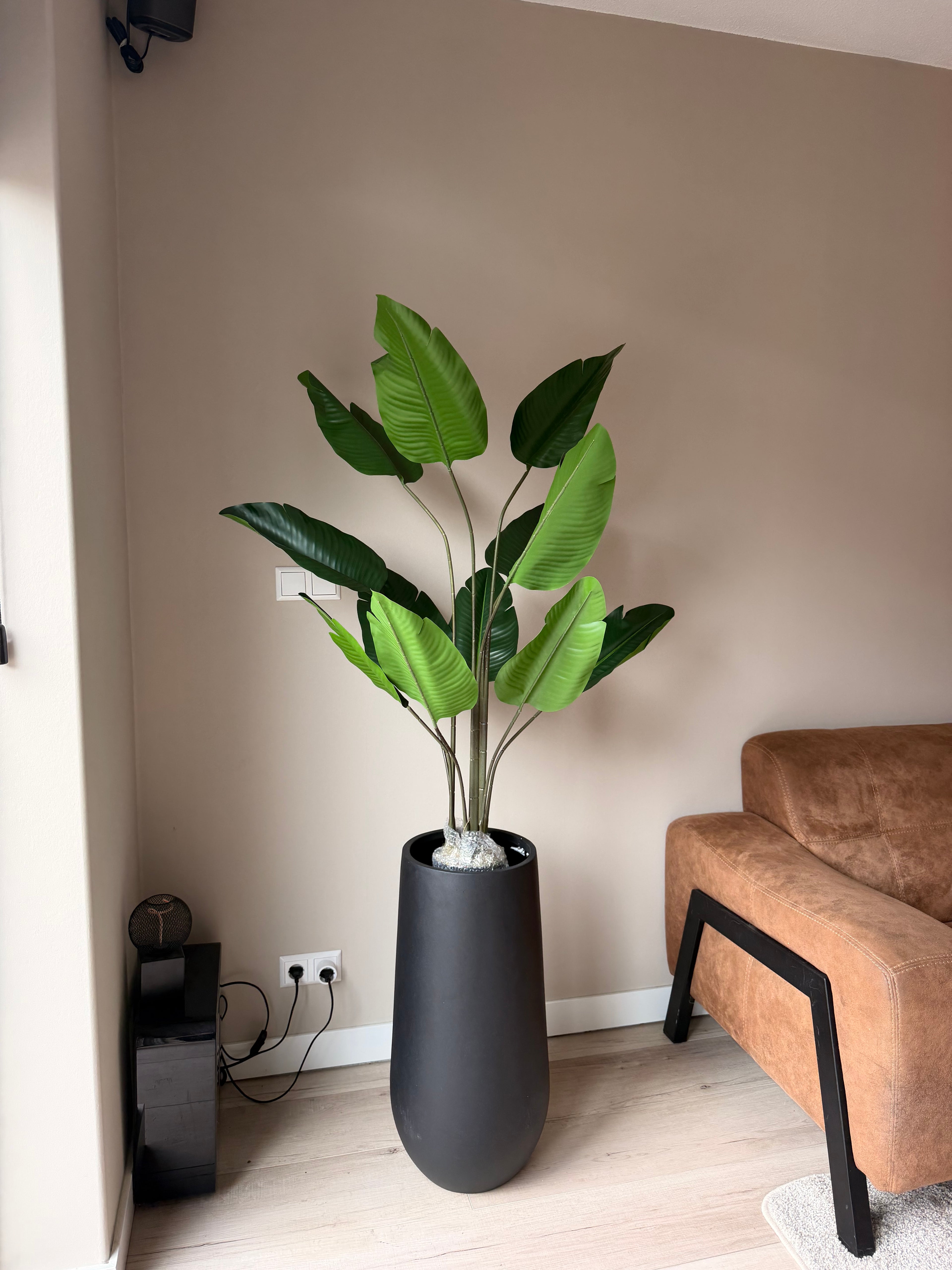 Strelitzia 125cm