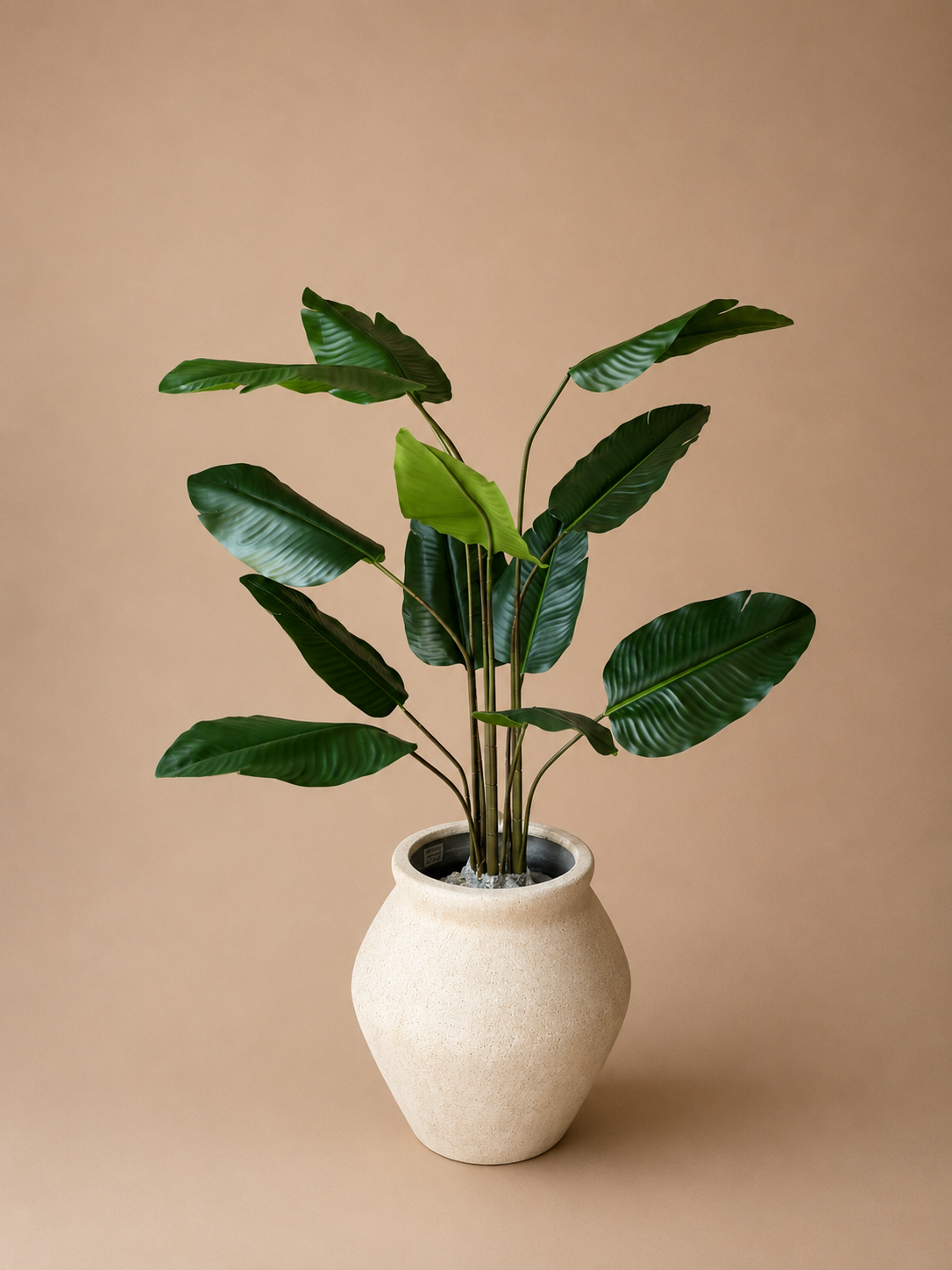 Strelitzia 125cm