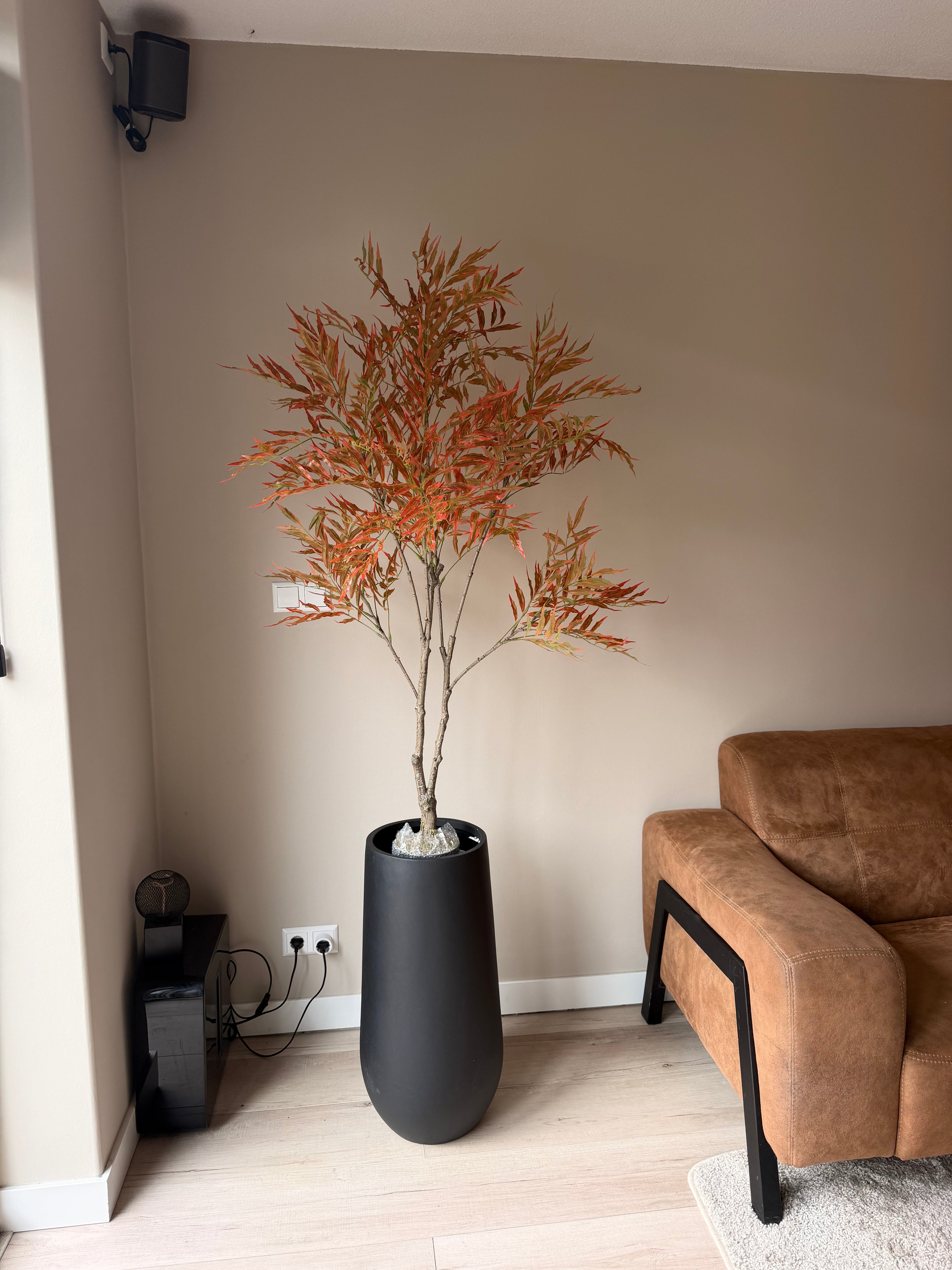 Mahonia 150cm