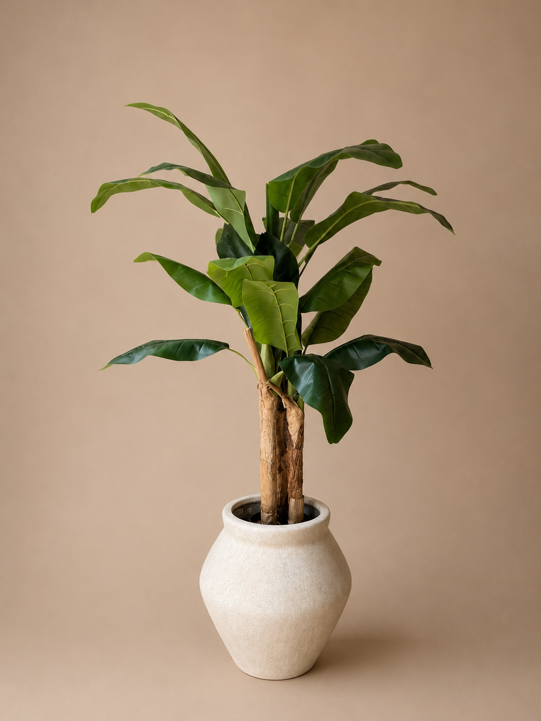 Banana tree 160cm