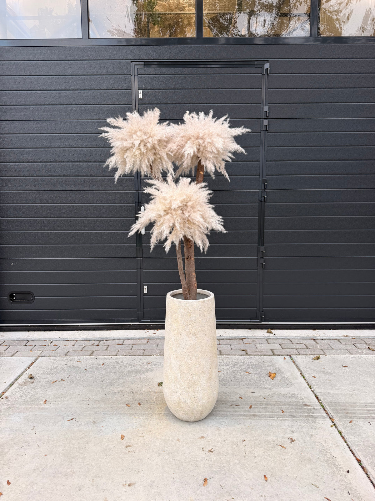 Solvienne Pampas (beige pot) pre-order