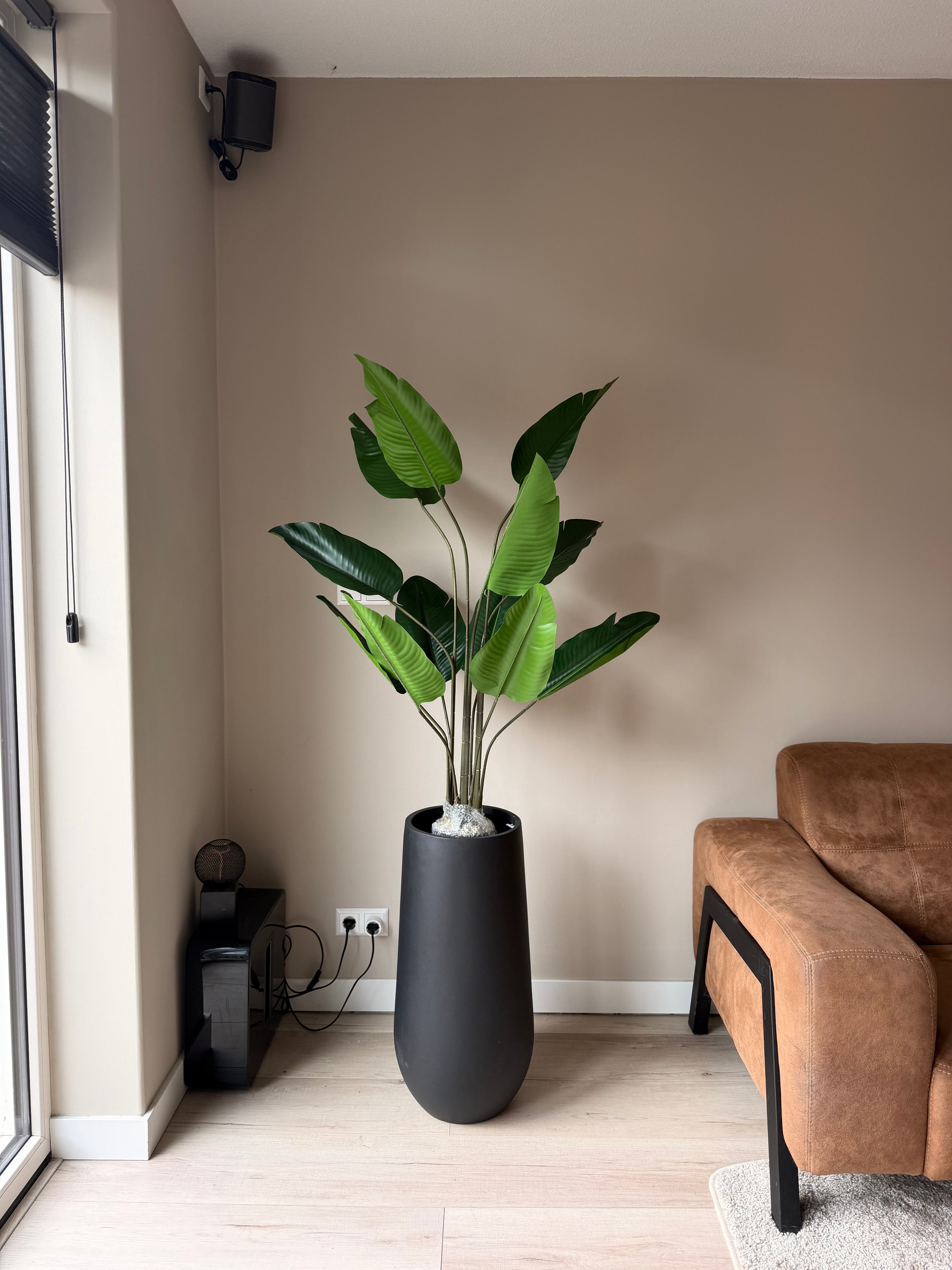 Strelitzia 125cm