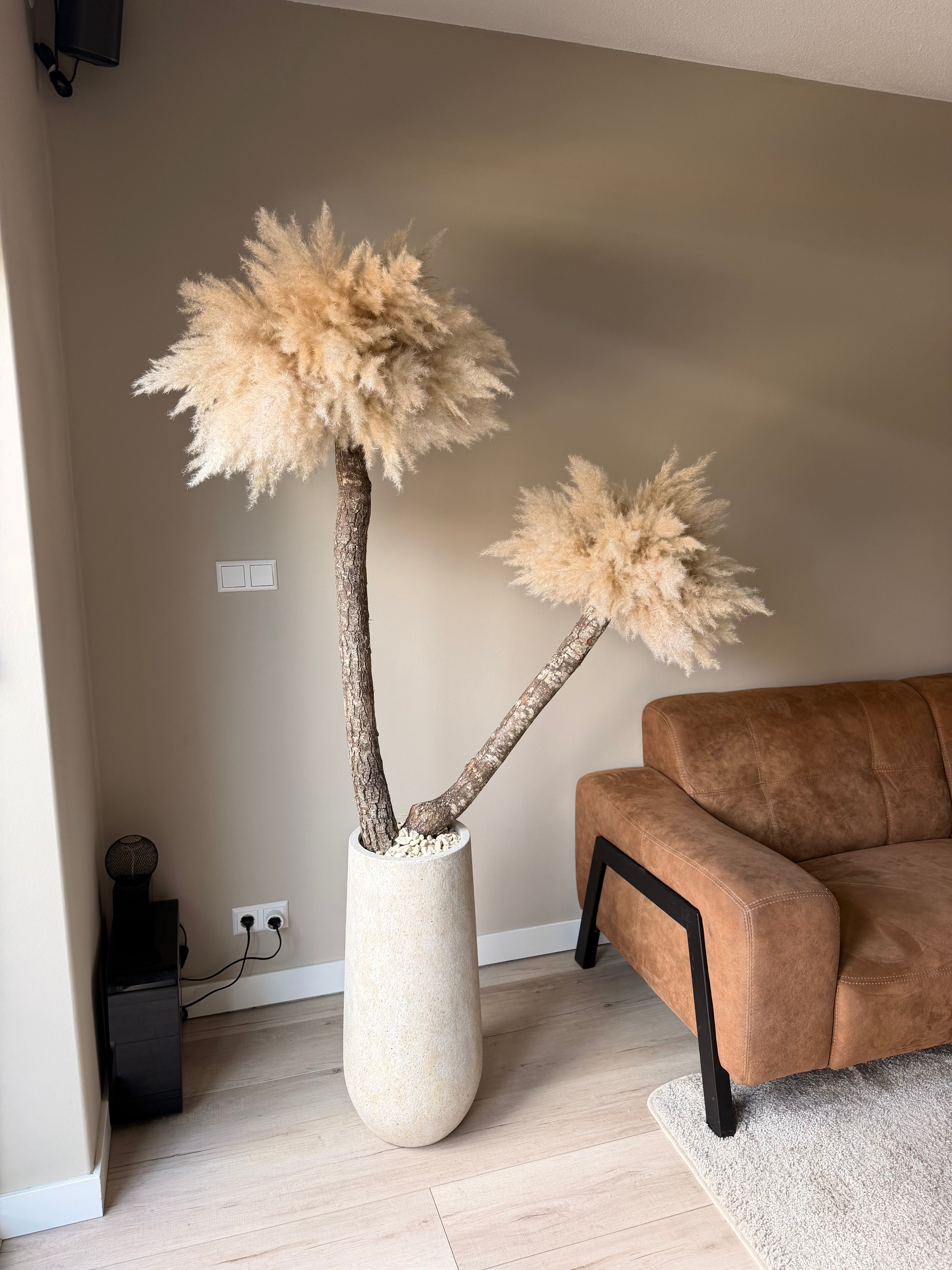 Pampas palm