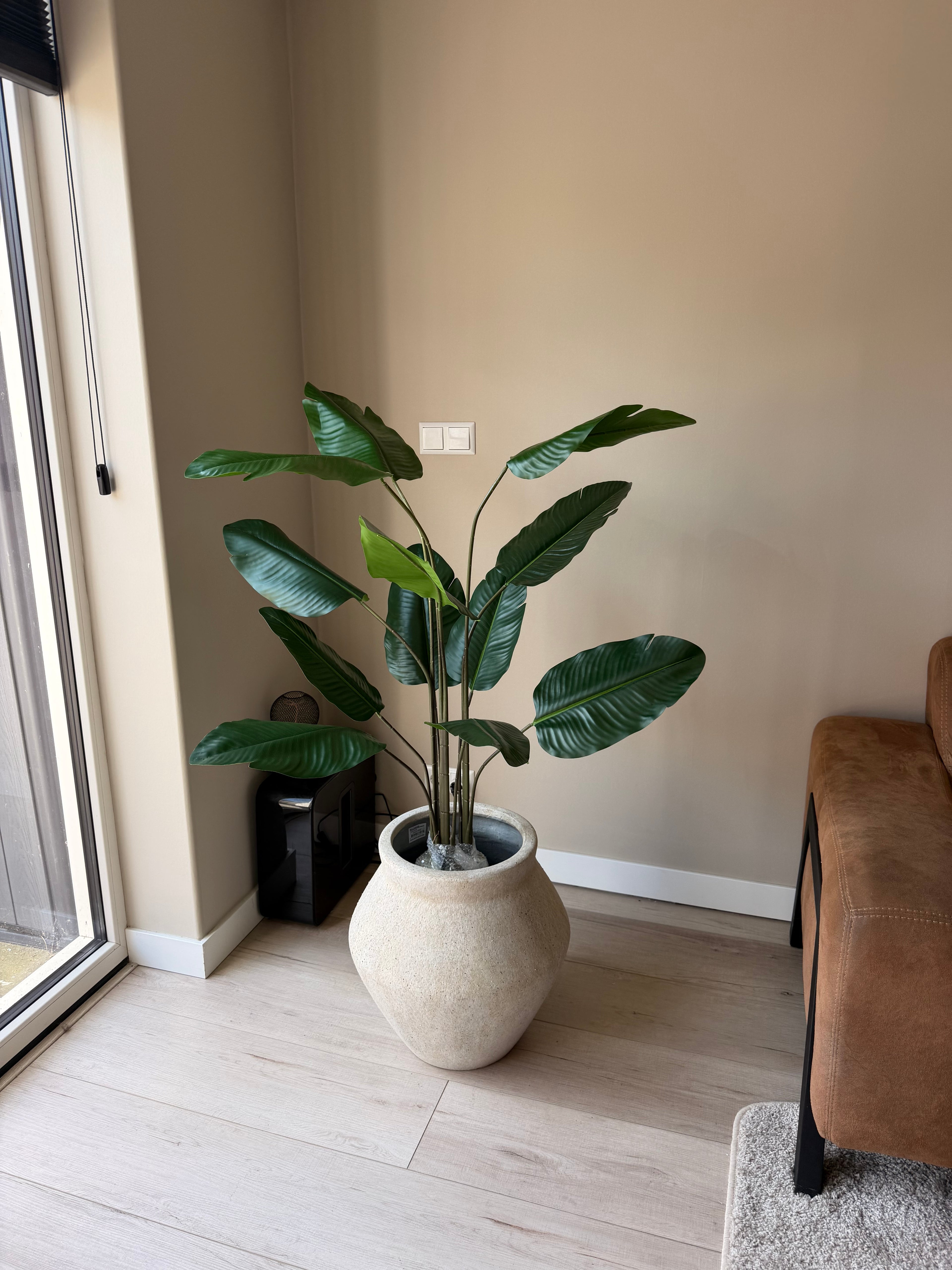 Strelitzia 125cm