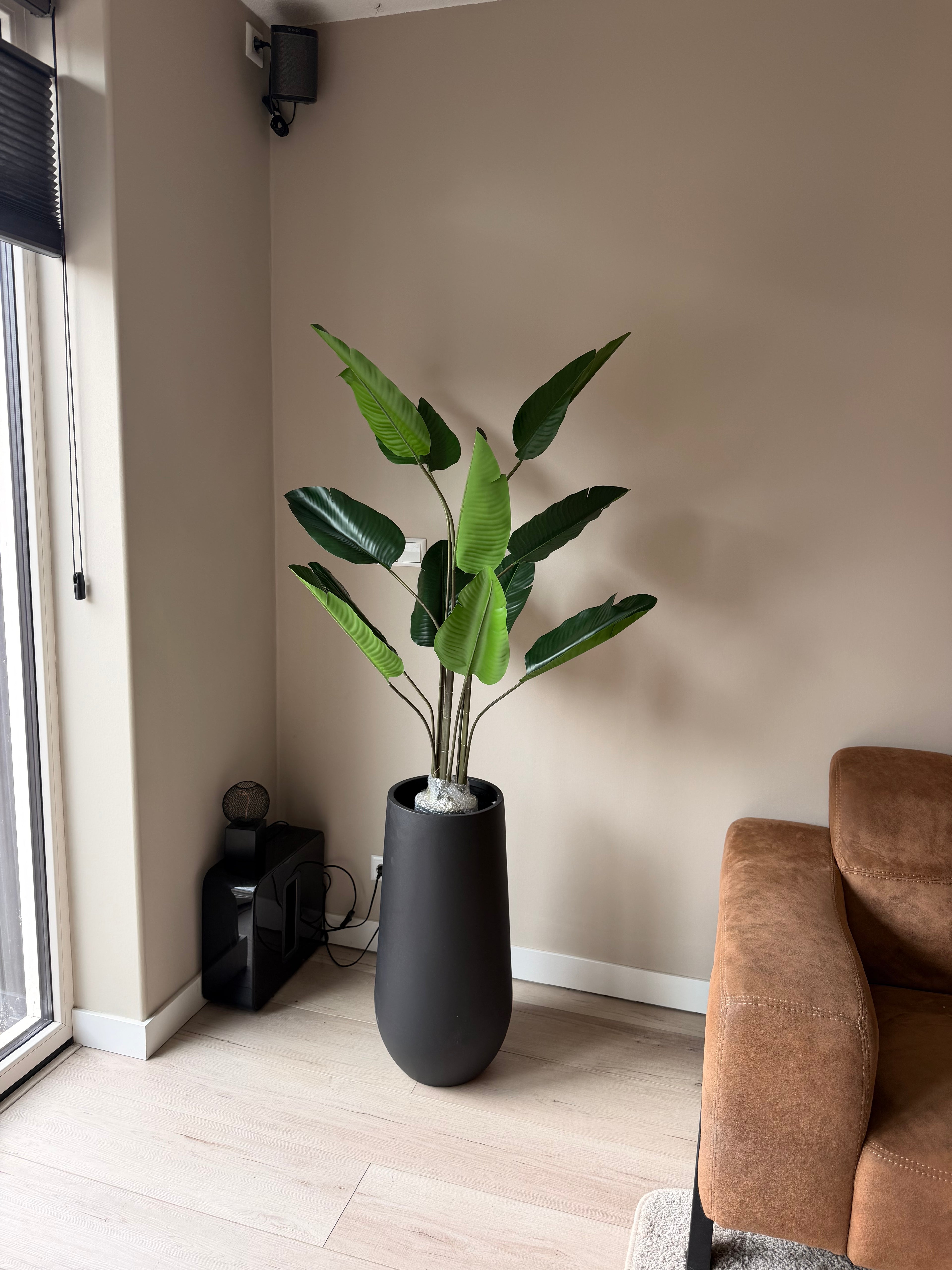 Strelitzia 125cm