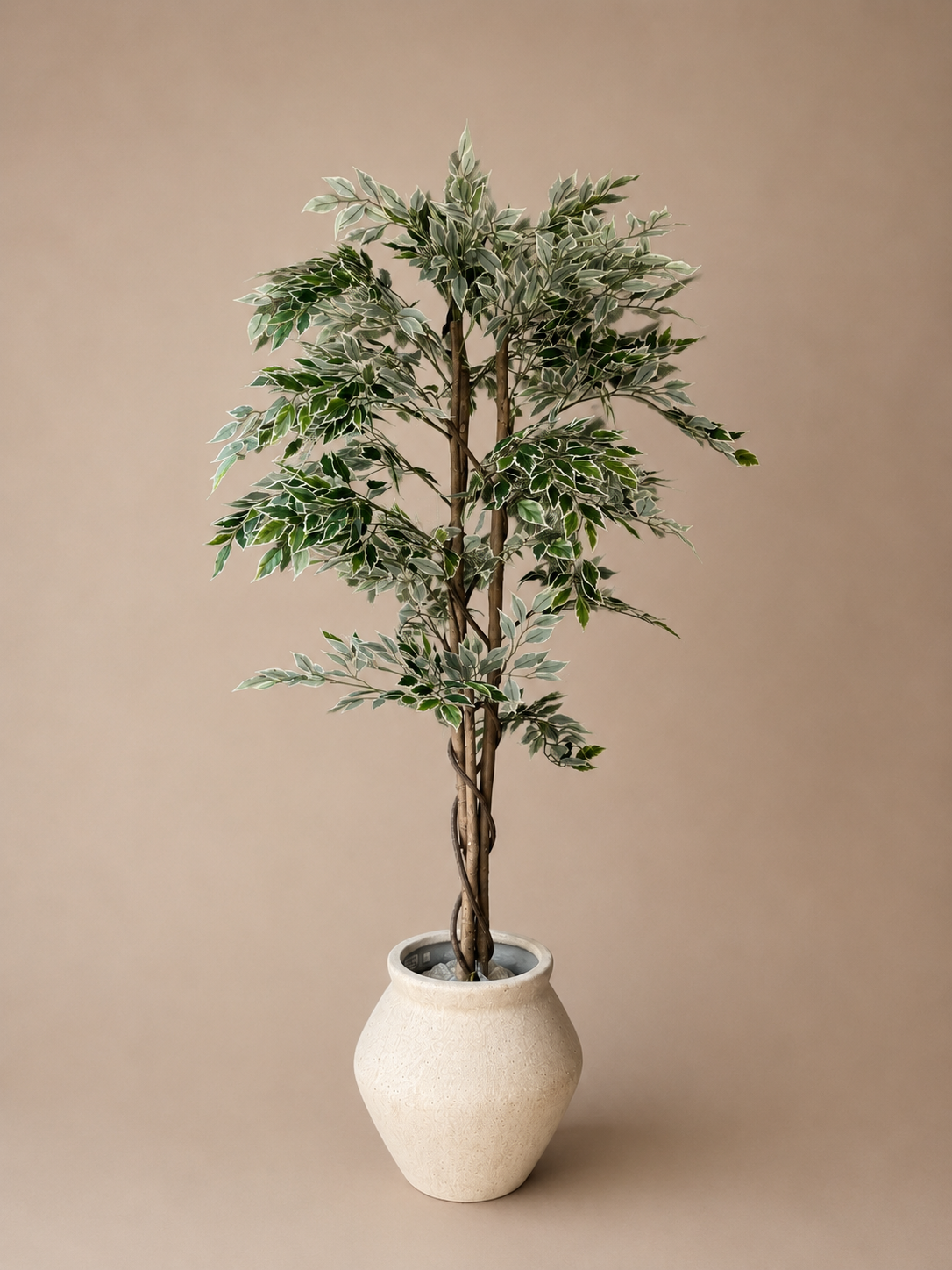 Ficus 160cm