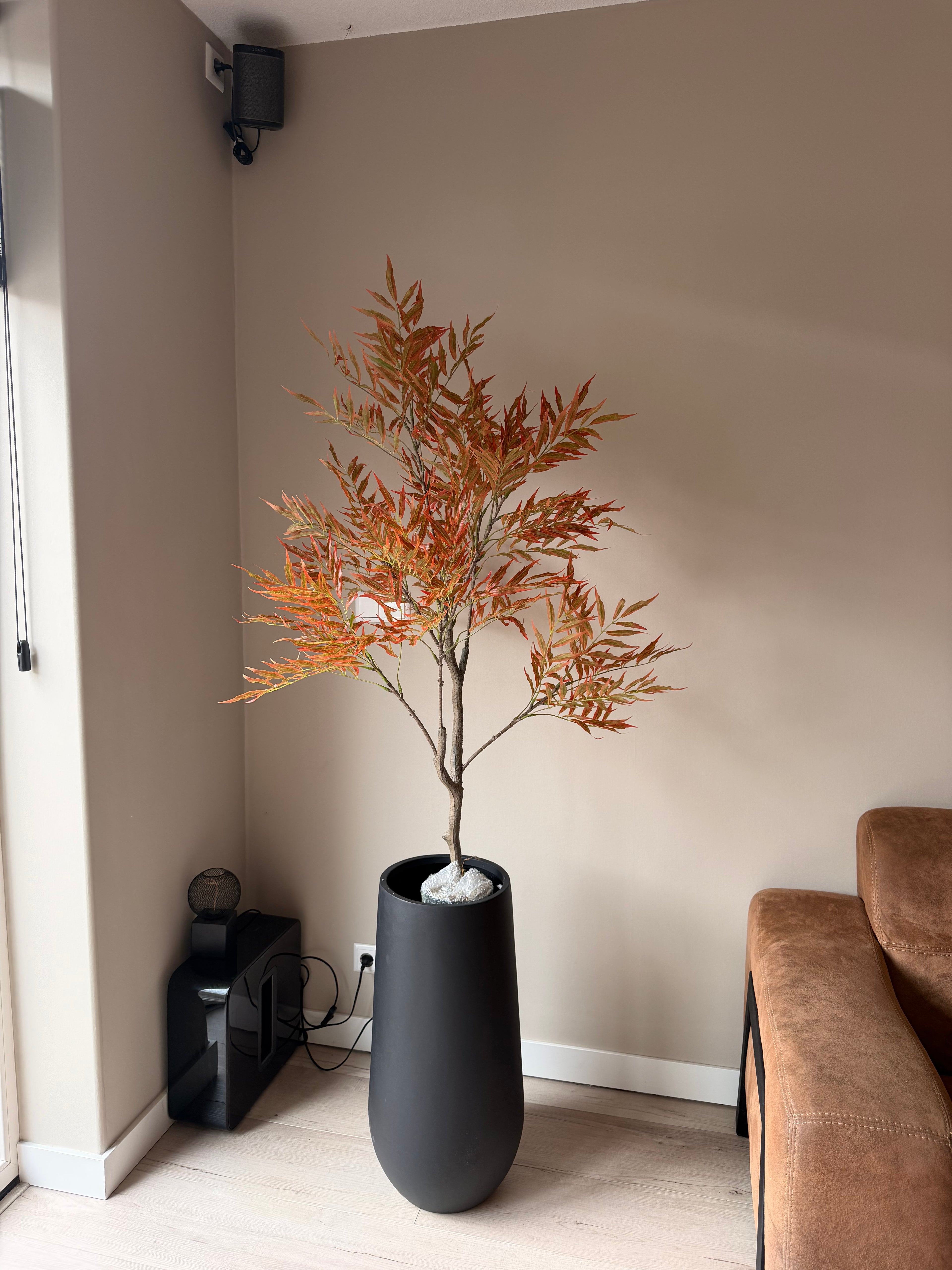 Mahonia 130cm