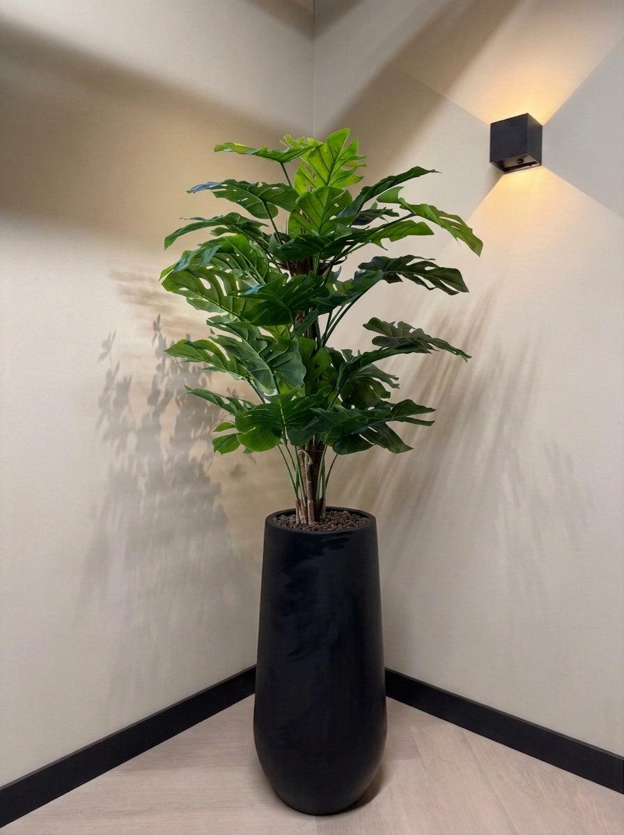 Monstera Pertusum L, Green