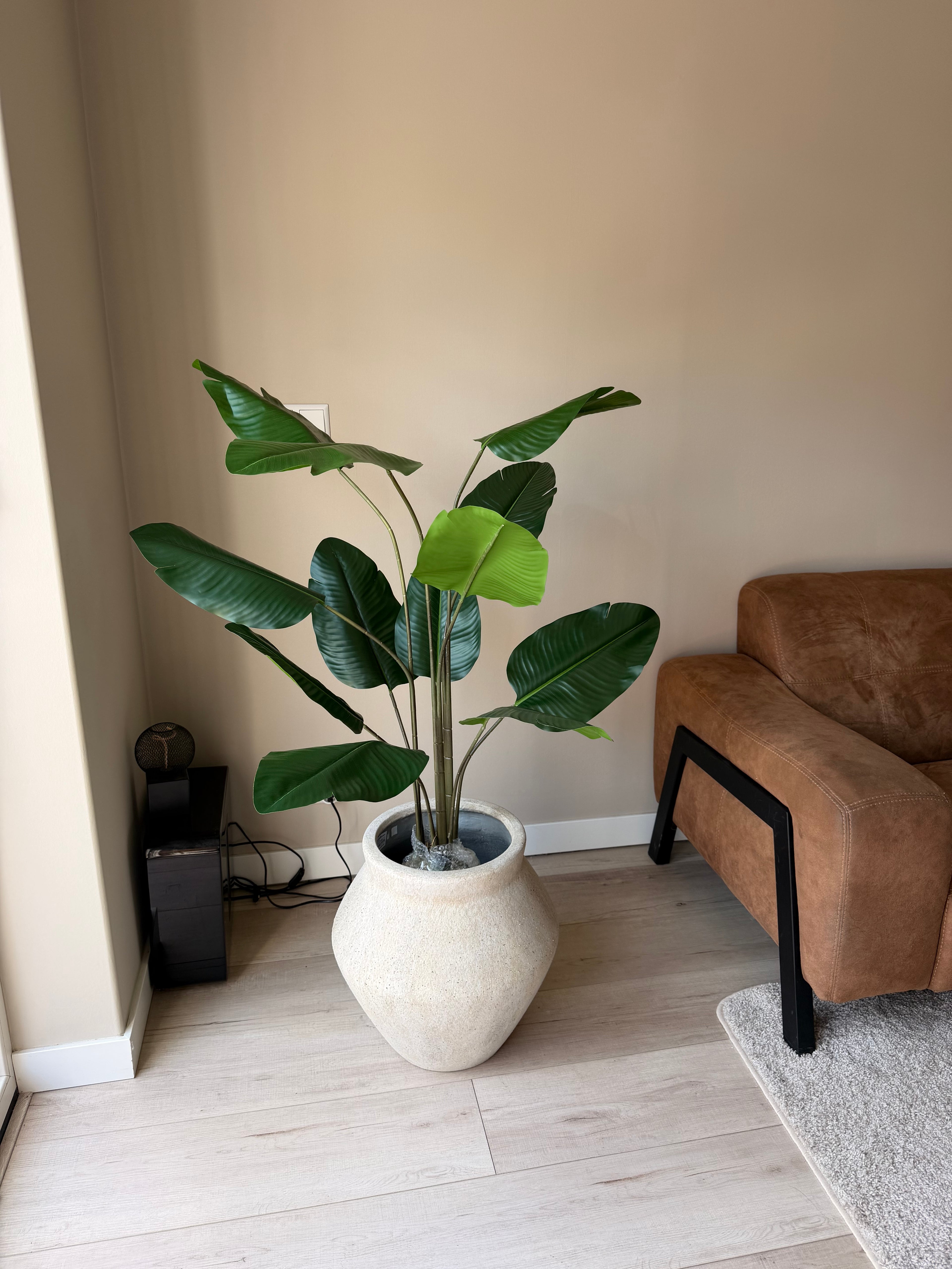 Strelitzia 125cm