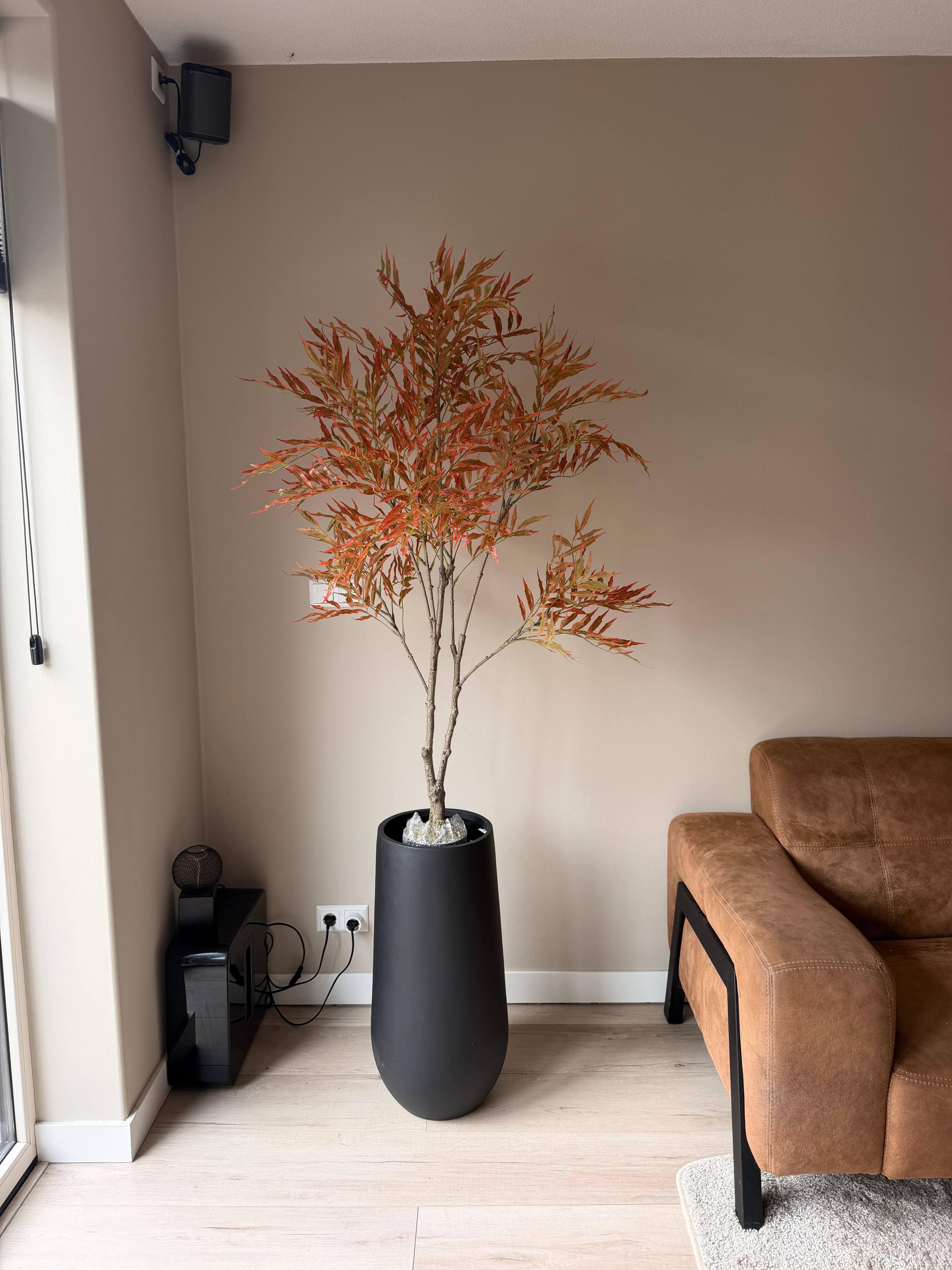 Mahonia 150cm