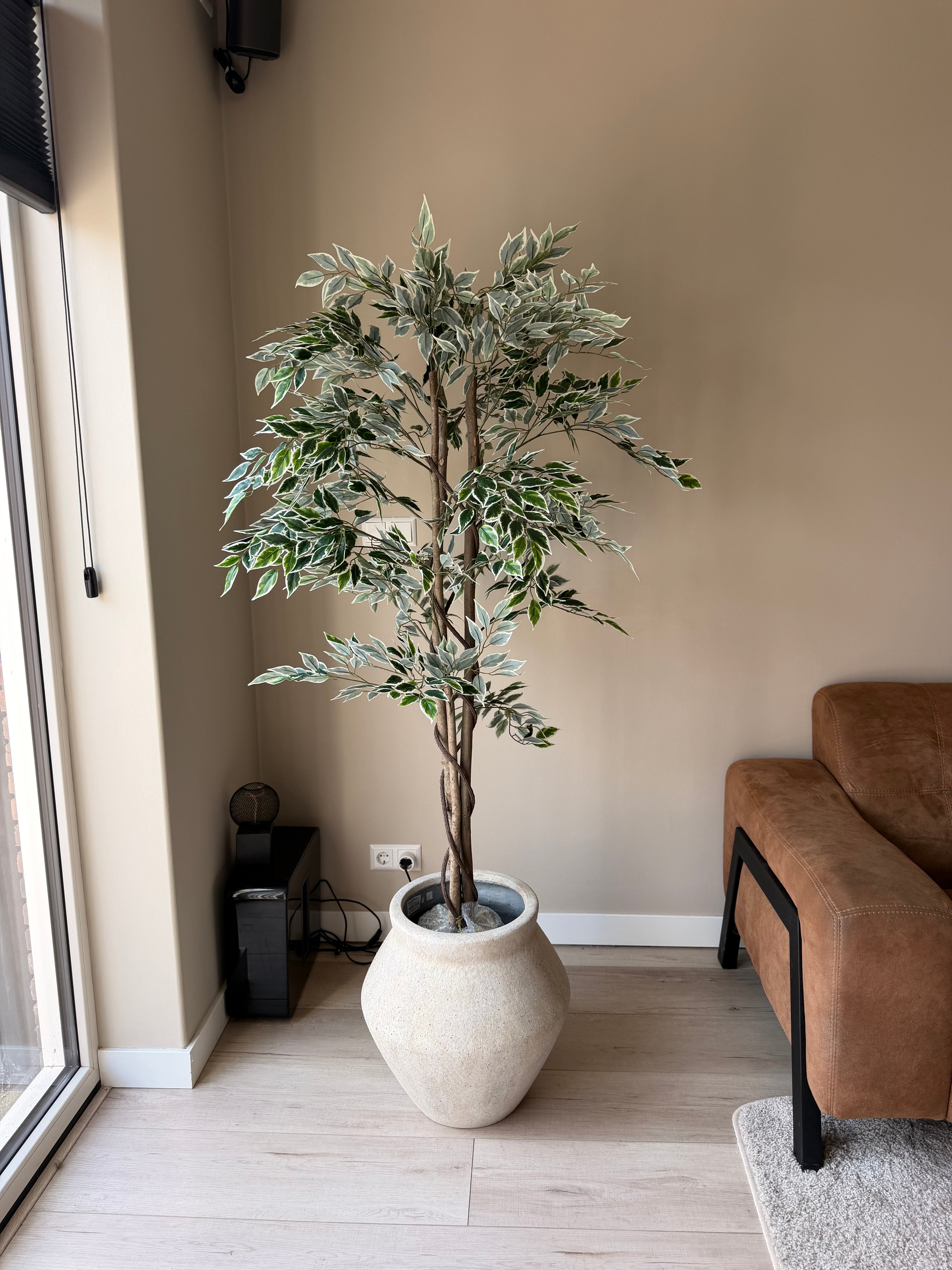 Ficus 160cm