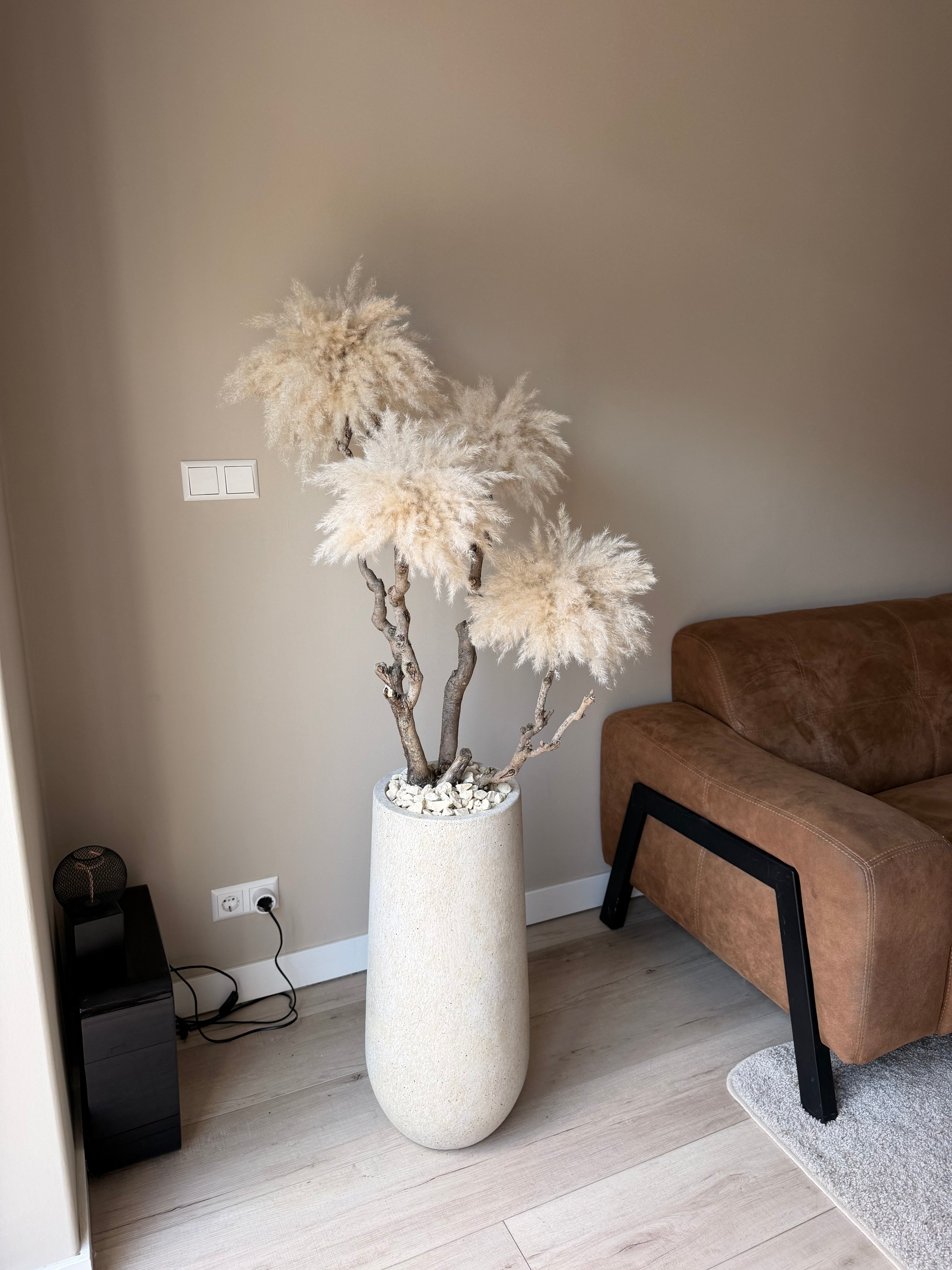 Golden dune pampas