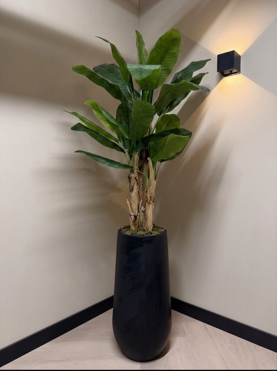 Banana tree M, Green