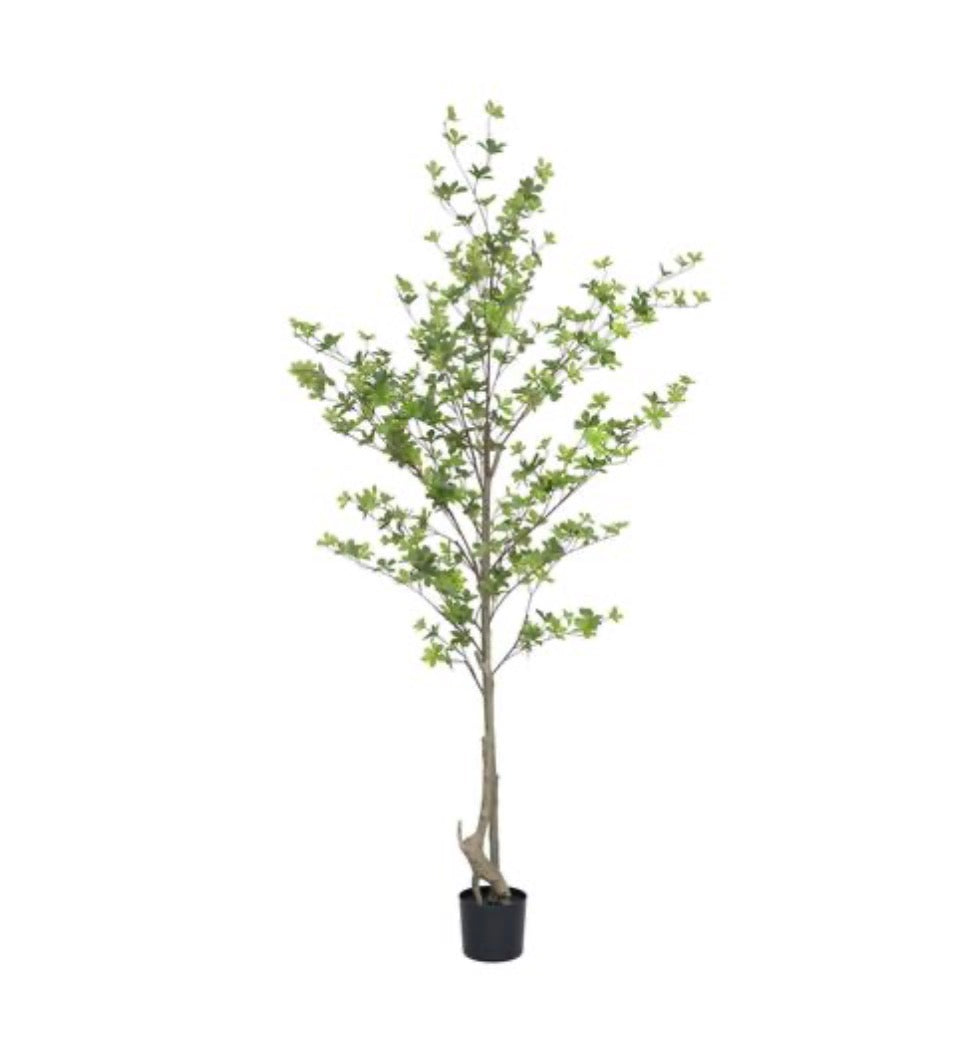 Enkianthus perulatus L, Green