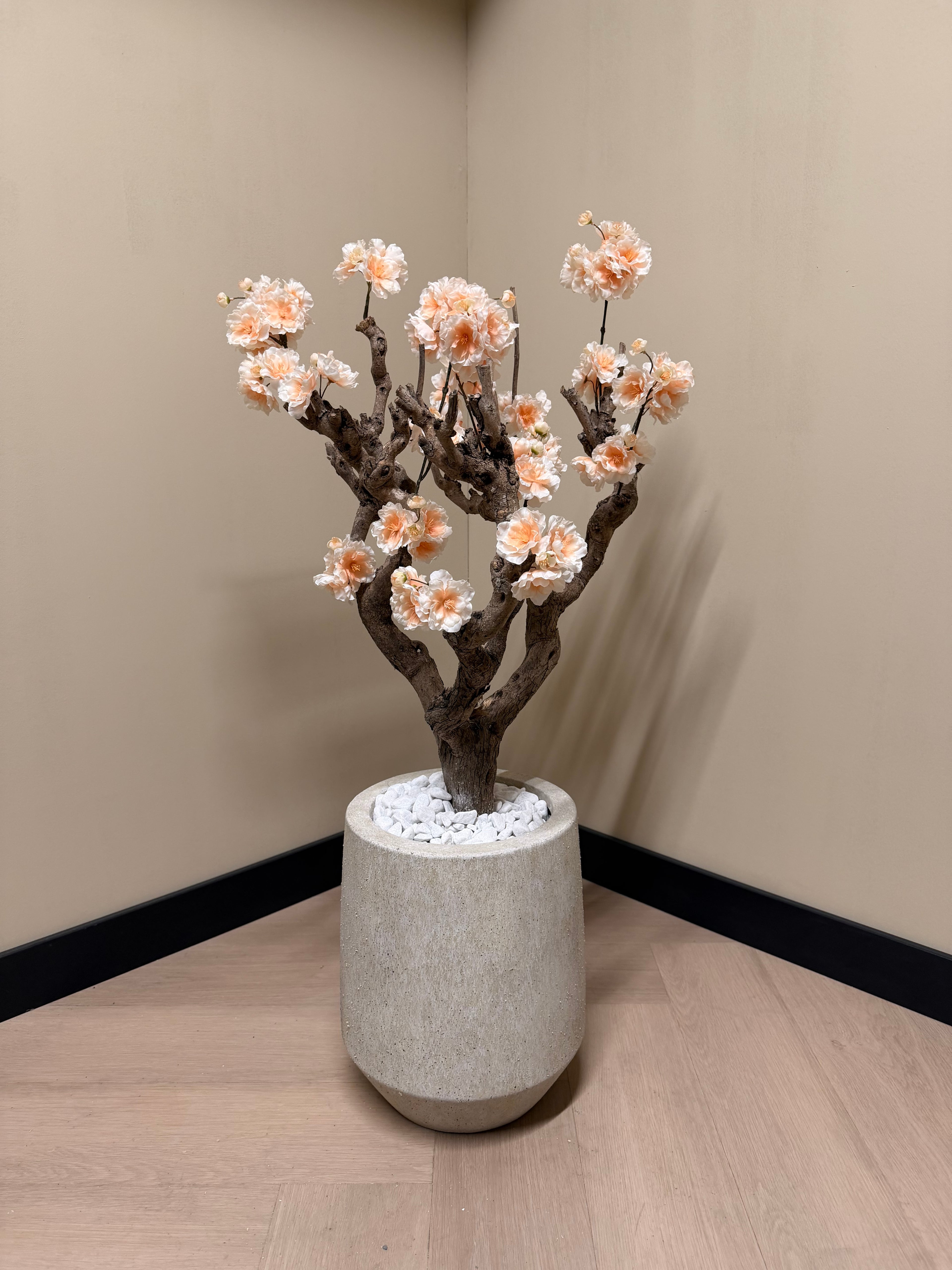 Bloesem boom zalm roze