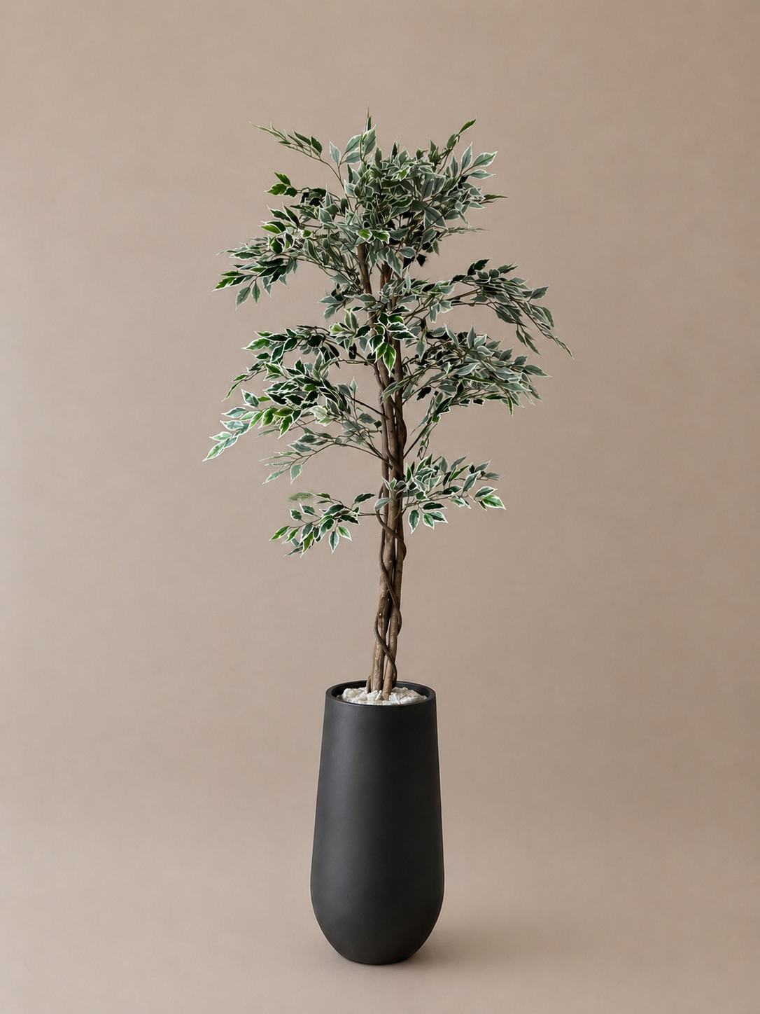 Ficus 160cm