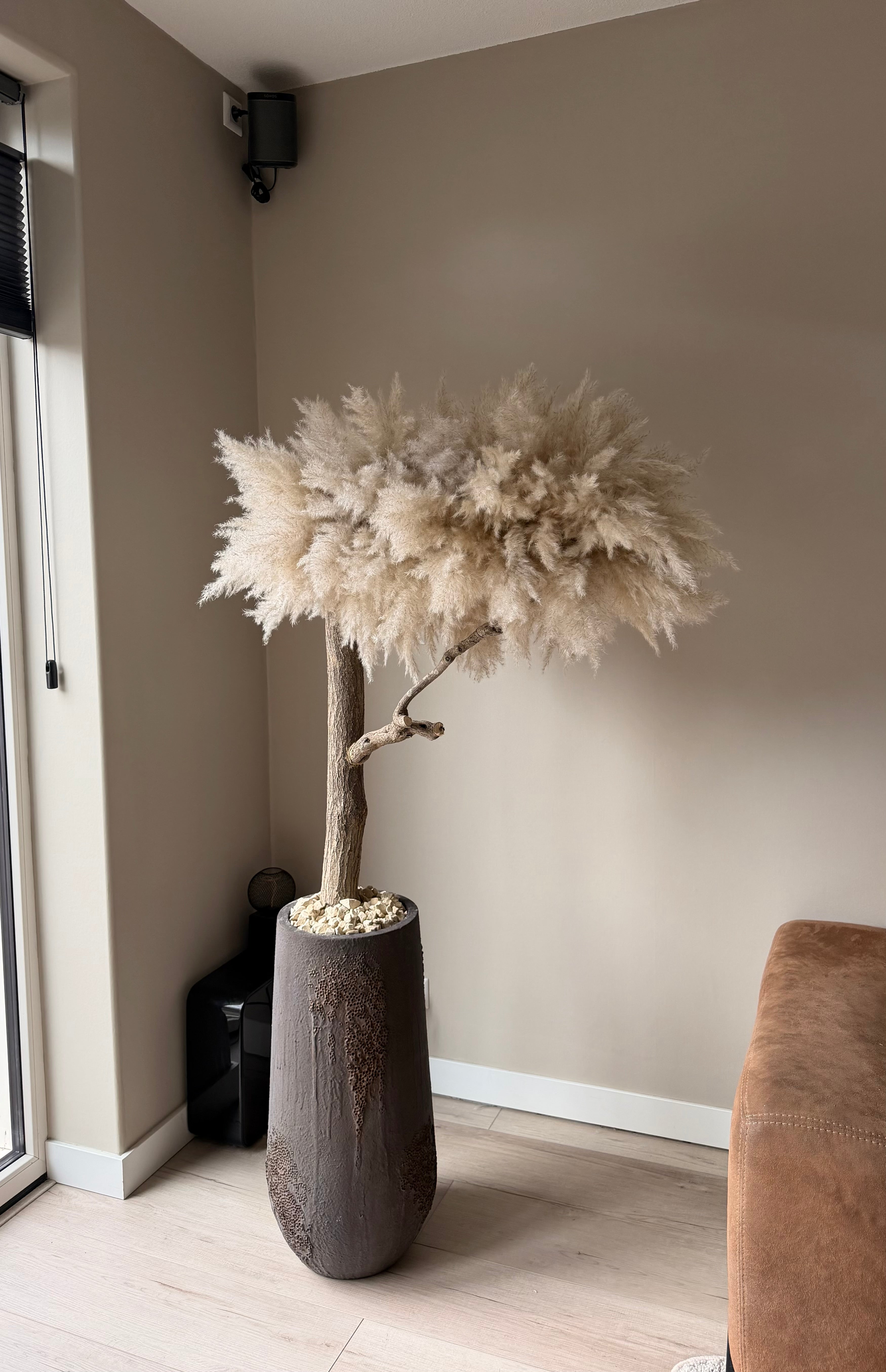 Sora Pampas tree