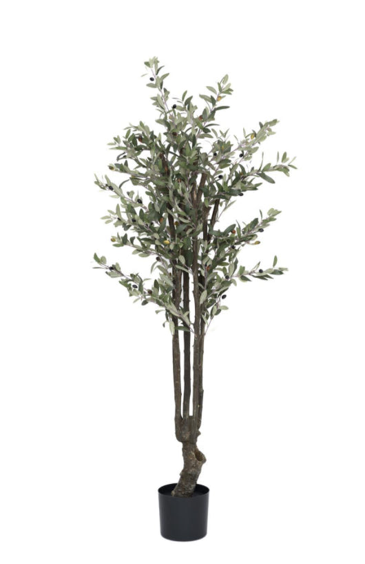 Olive Tree M