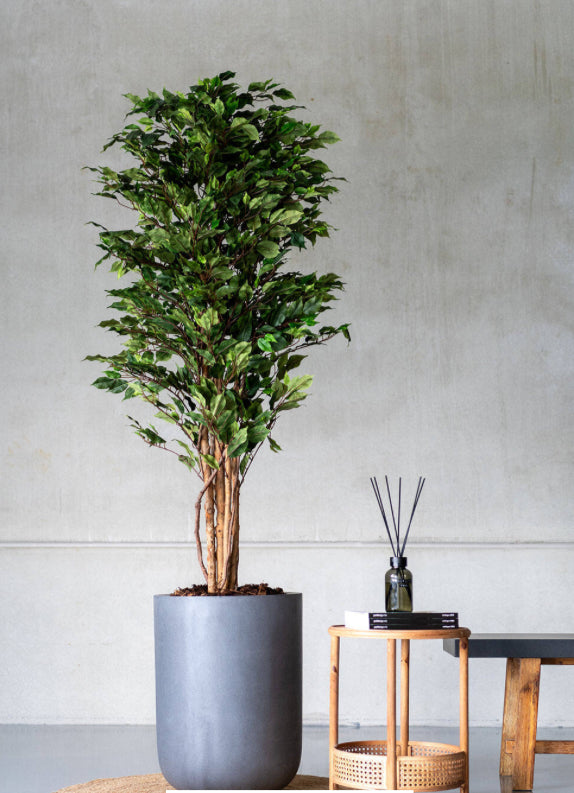 Ficus tree M