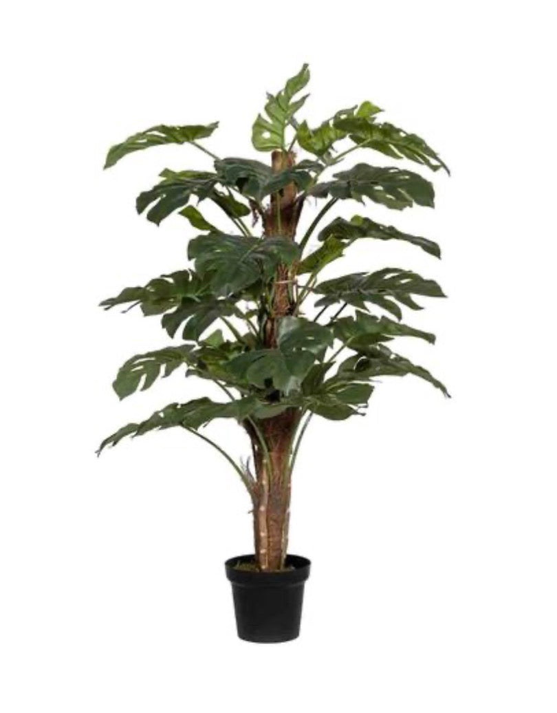 Monstera Pertusum L, Green