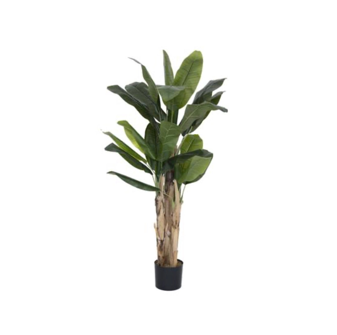 Banana tree M, Green