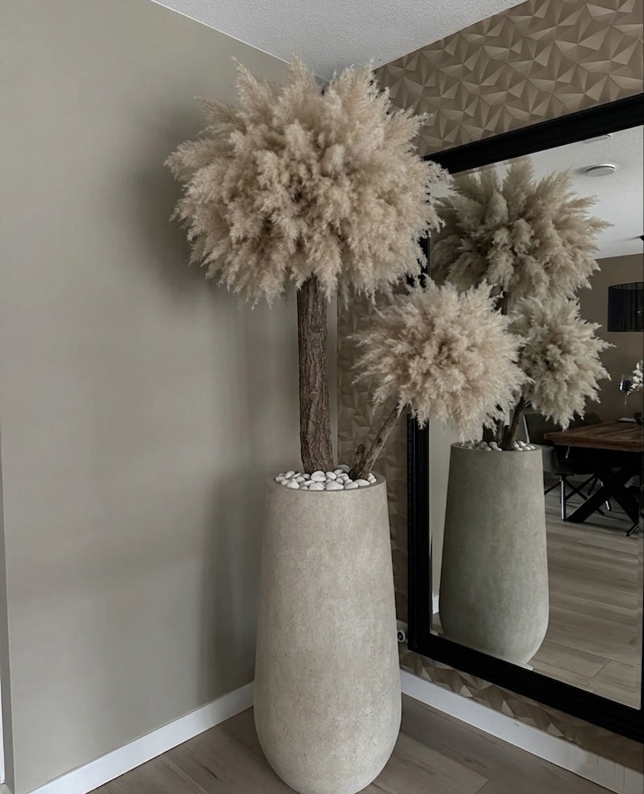 Pampas du luxe 2bol