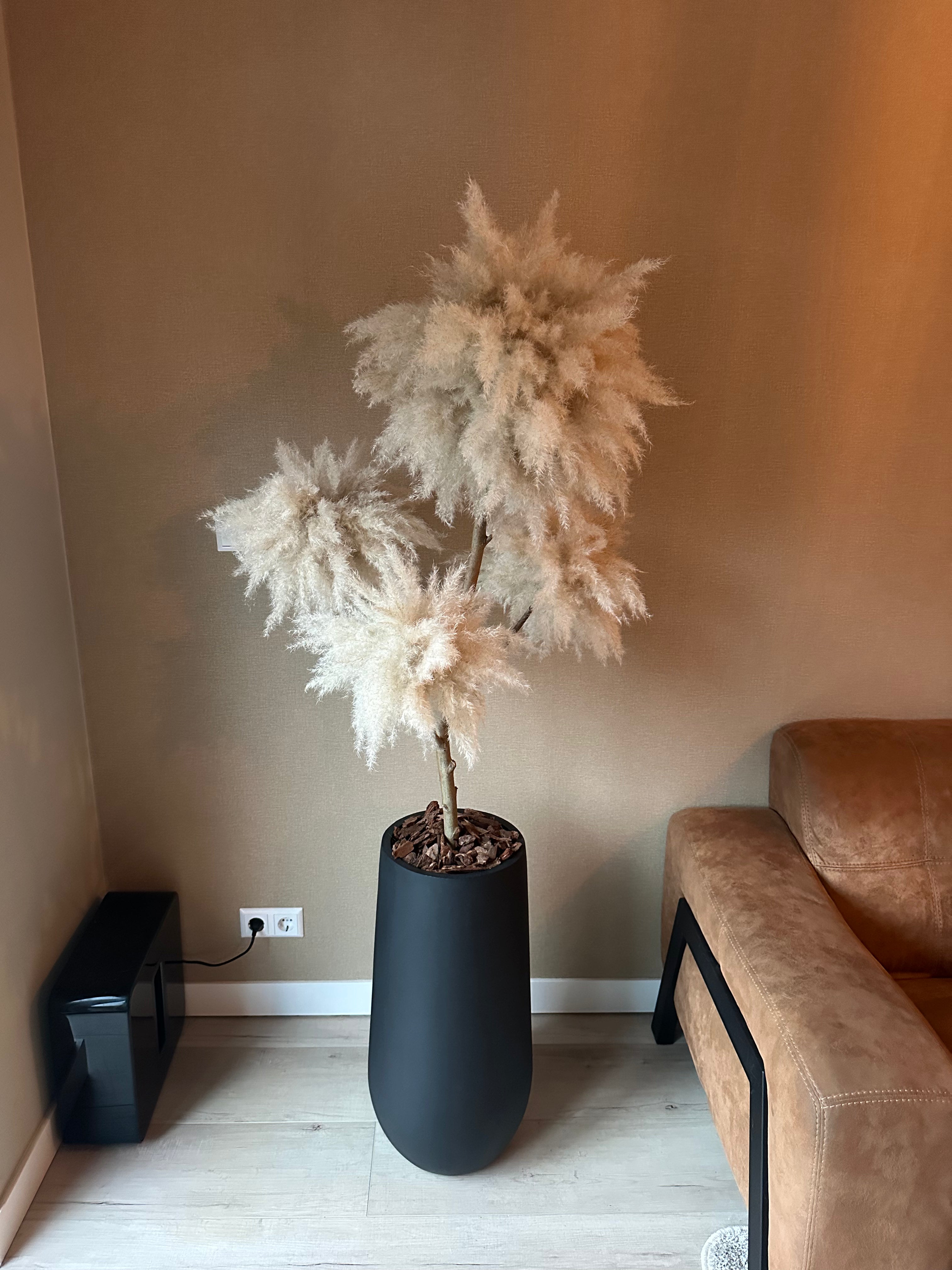 Fluffy Pampas Tree